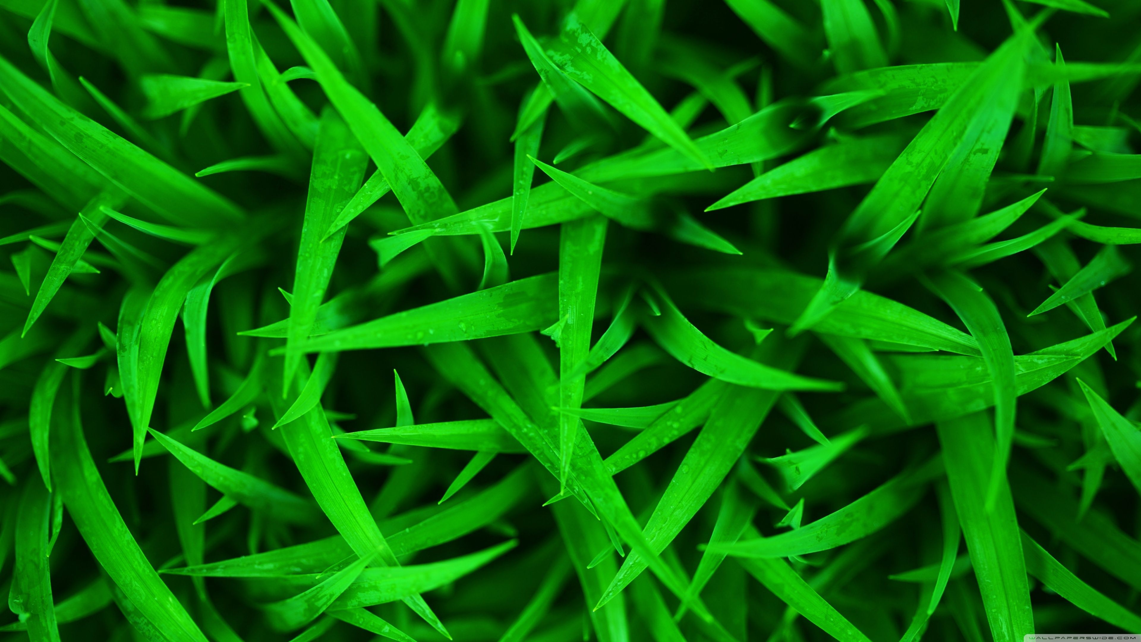 4K Grass Wallpaper Free 4K Grass Background