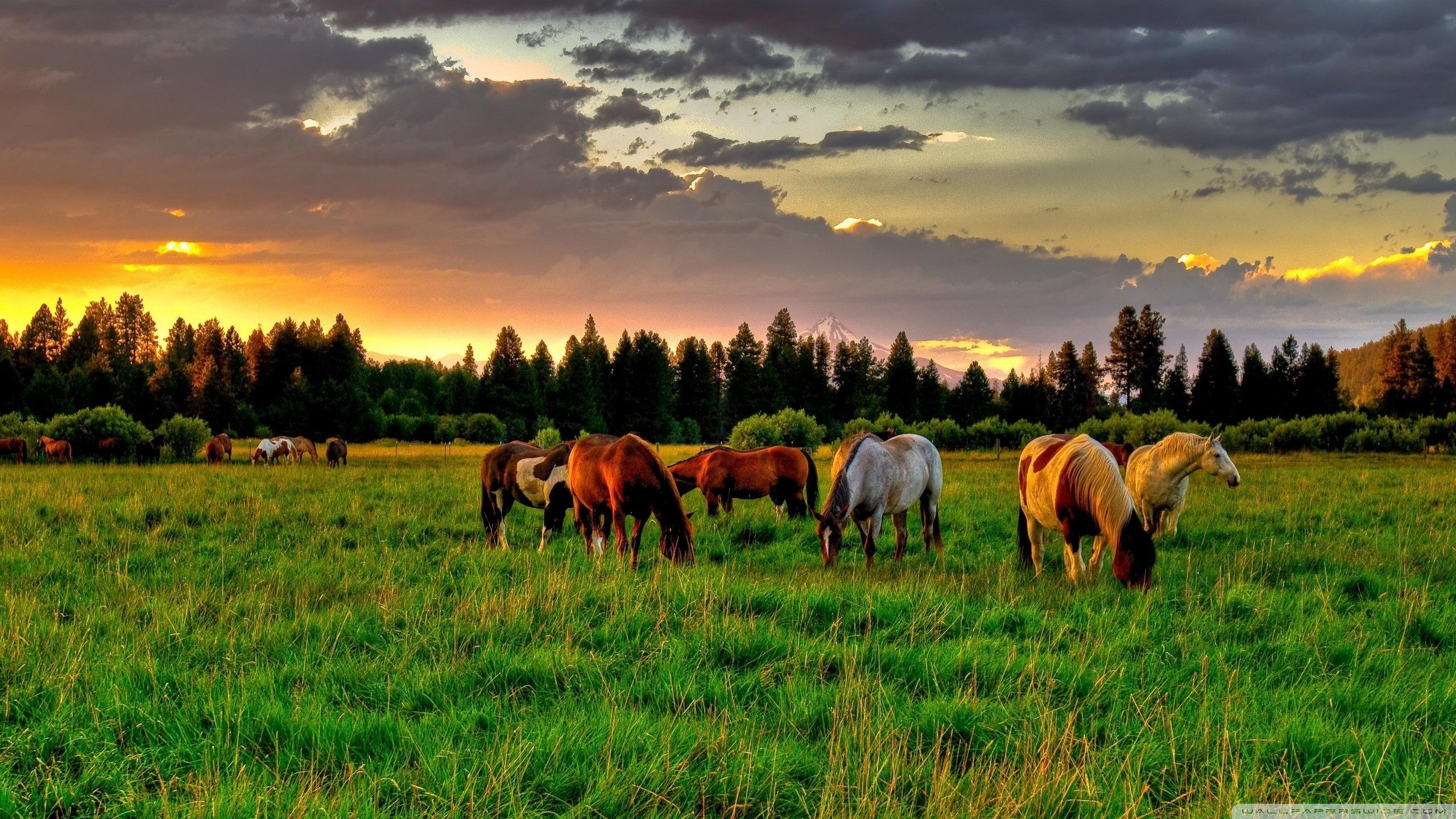 Horses Grazing In A Field Ultra HD Desktop Background Wallpaper for 4K UHD TV, Multi Display, Dual Monitor, Tablet