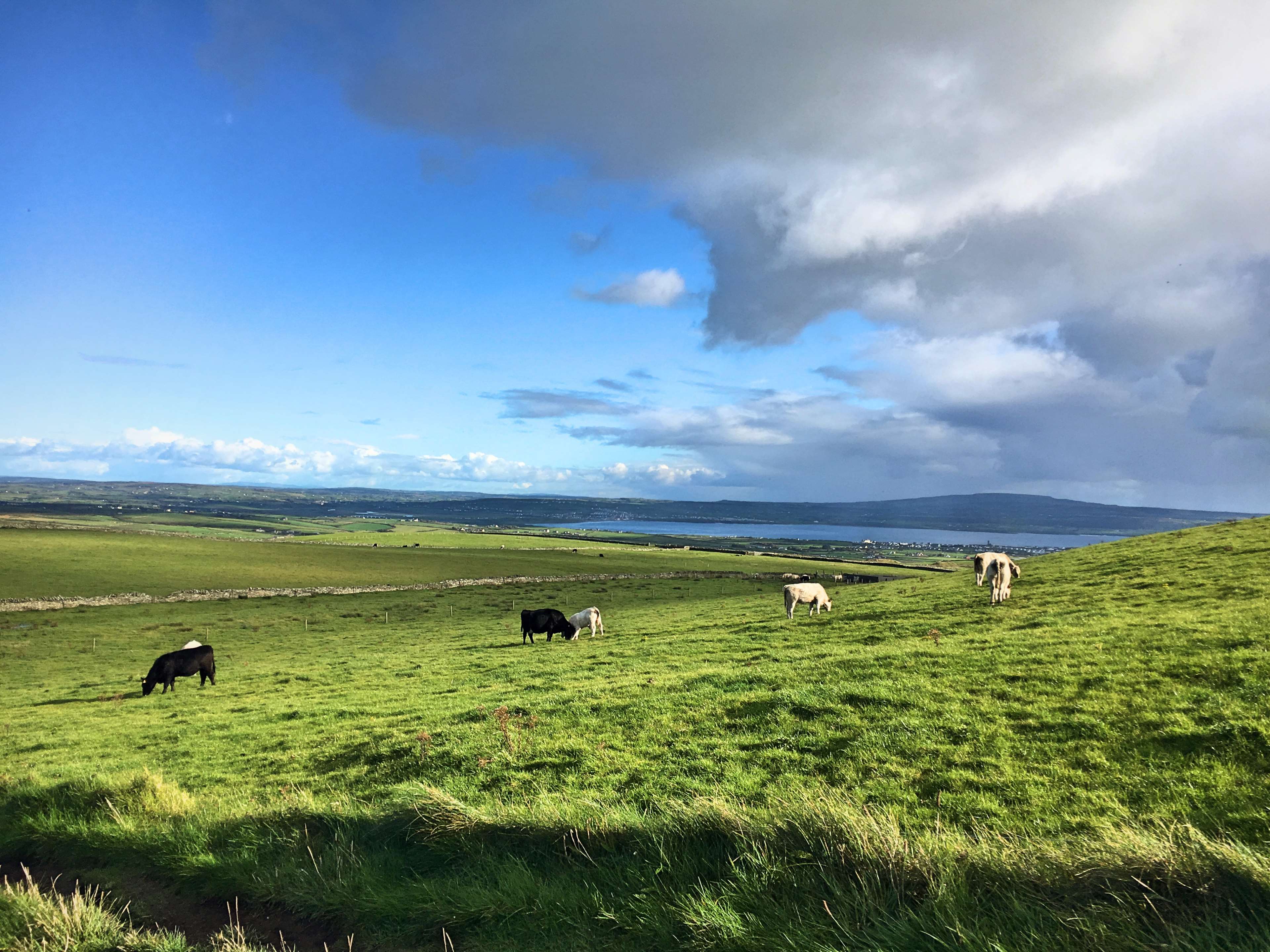 cows, grass, green, island, pasture 4k wallpaper