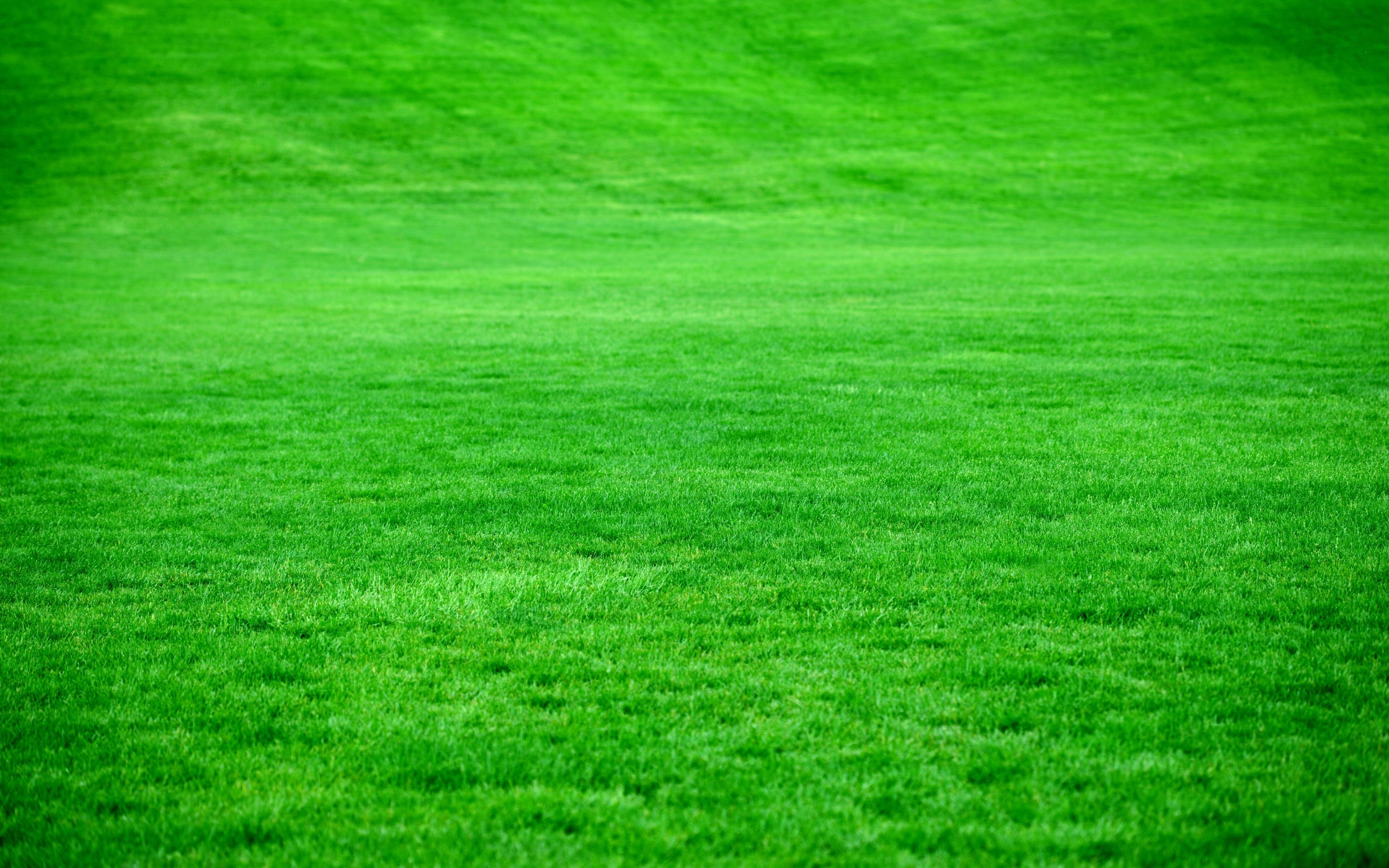 4K Grass Wallpaper Free 4K Grass Background