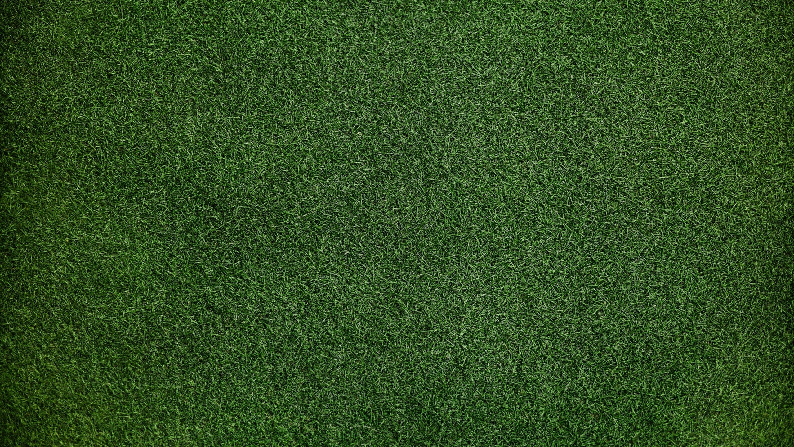 Grass Background 1440P Resolution HD 4k Wallpaper, Image, Background, Photo and Picture