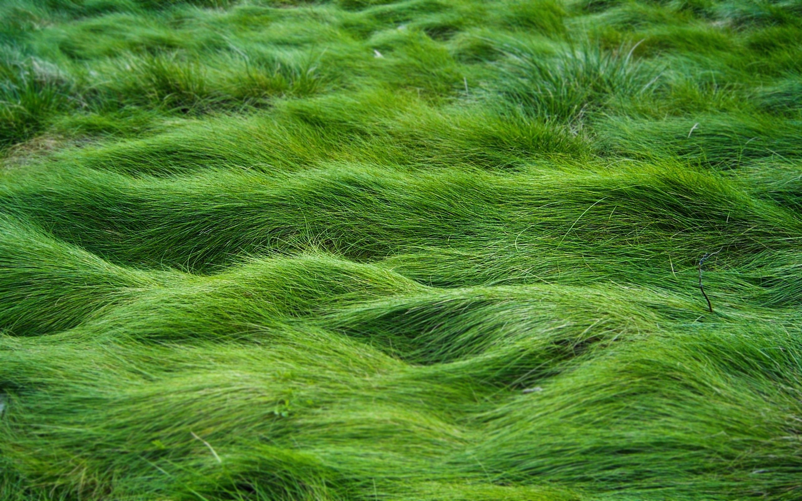 Green Grass Wallpaper HD Download
