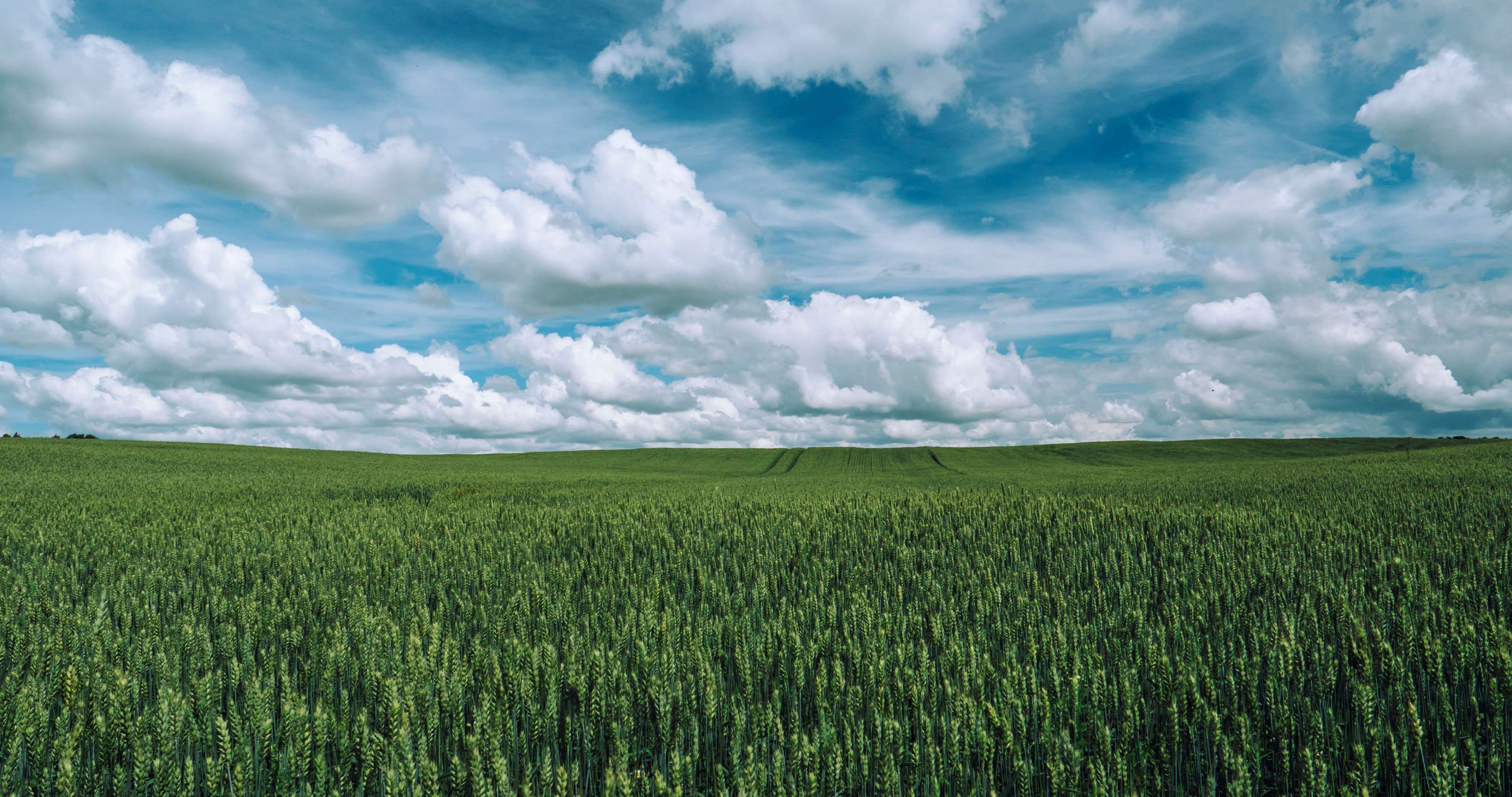 agriculture #clouds #countryside #crop #cropland #farm #farmland #field # grass #green #growth #nature #pasture #rural #sk. Clouds, Grass field, Free