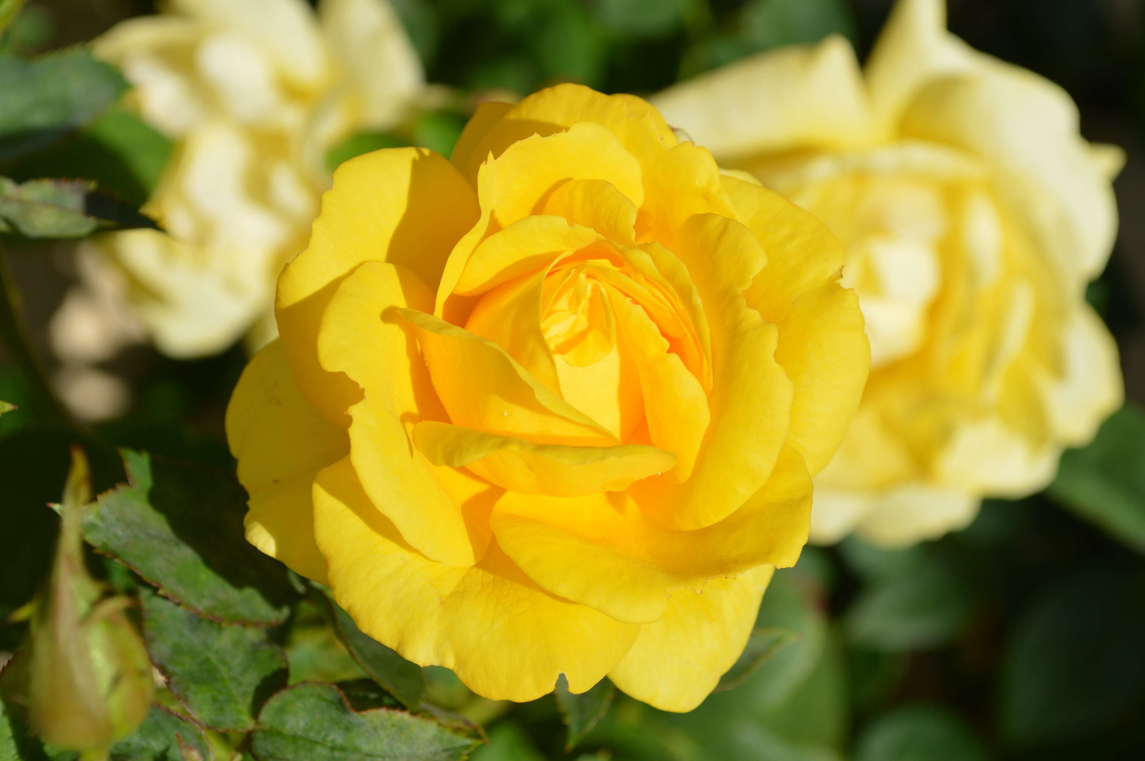 Yellow Rose 4k Wallpapers - Wallpaper Cave