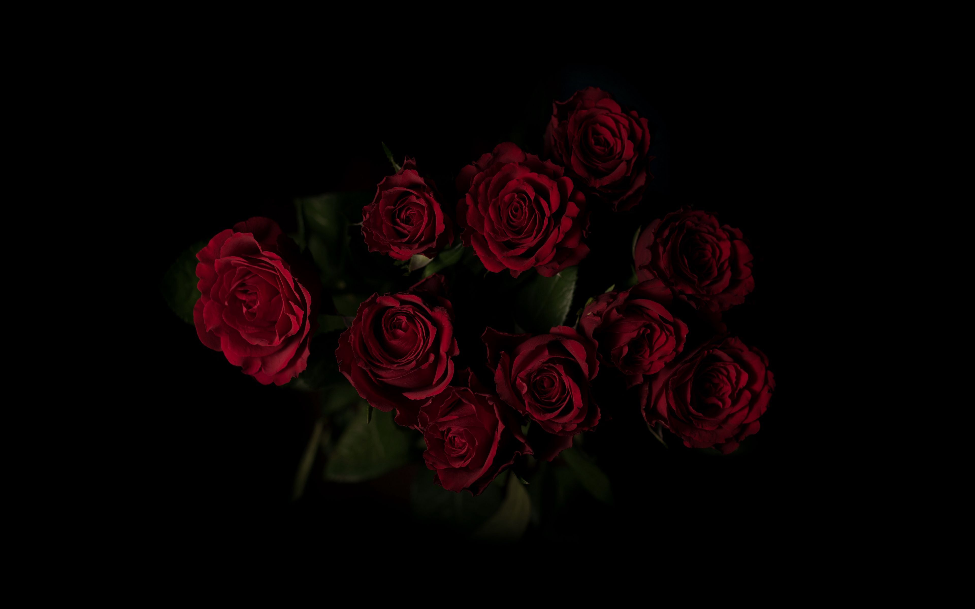 Black And Red Rose Wallpapers 4k