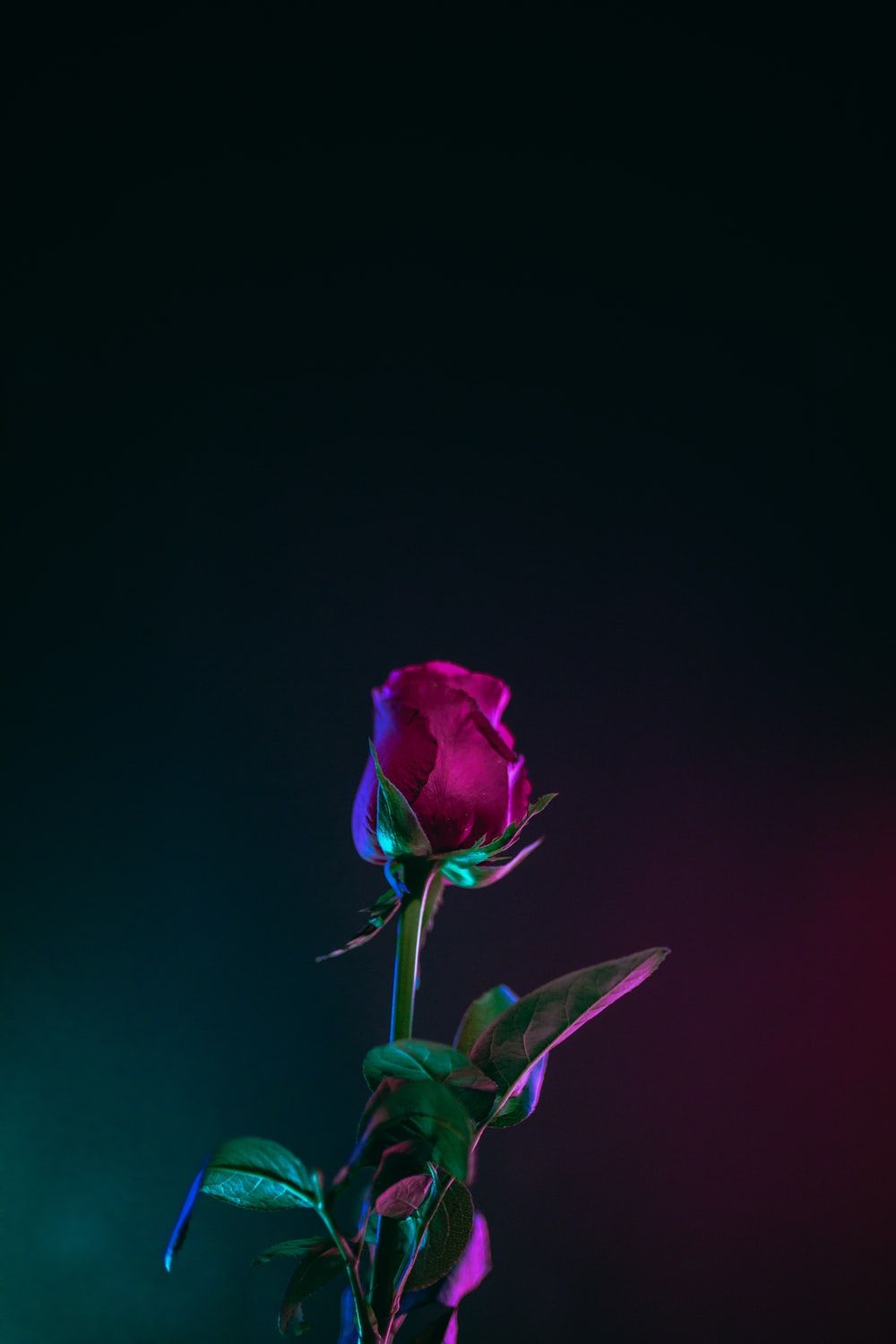 Rose Wallpaper: Free HD Download [HQ]