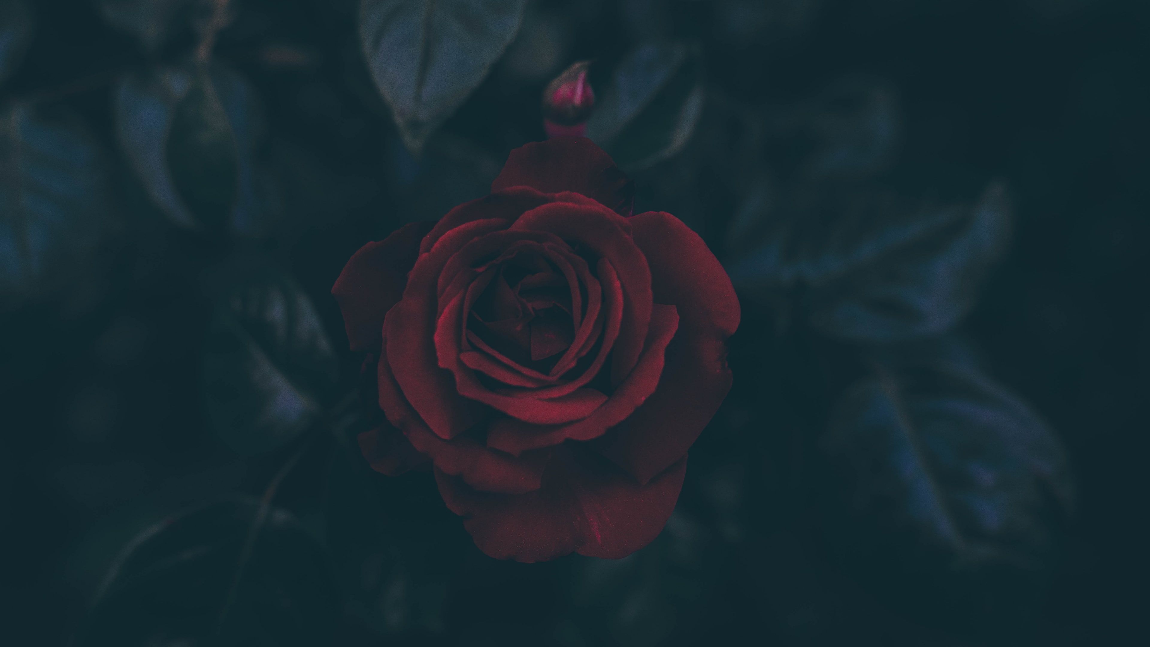 Dark #flowers #leaves #petals Red Flowers #rose K #wallpaper #hdwallpaper #desktop. Rose wallpaper, Rose illustration, Dark flowers