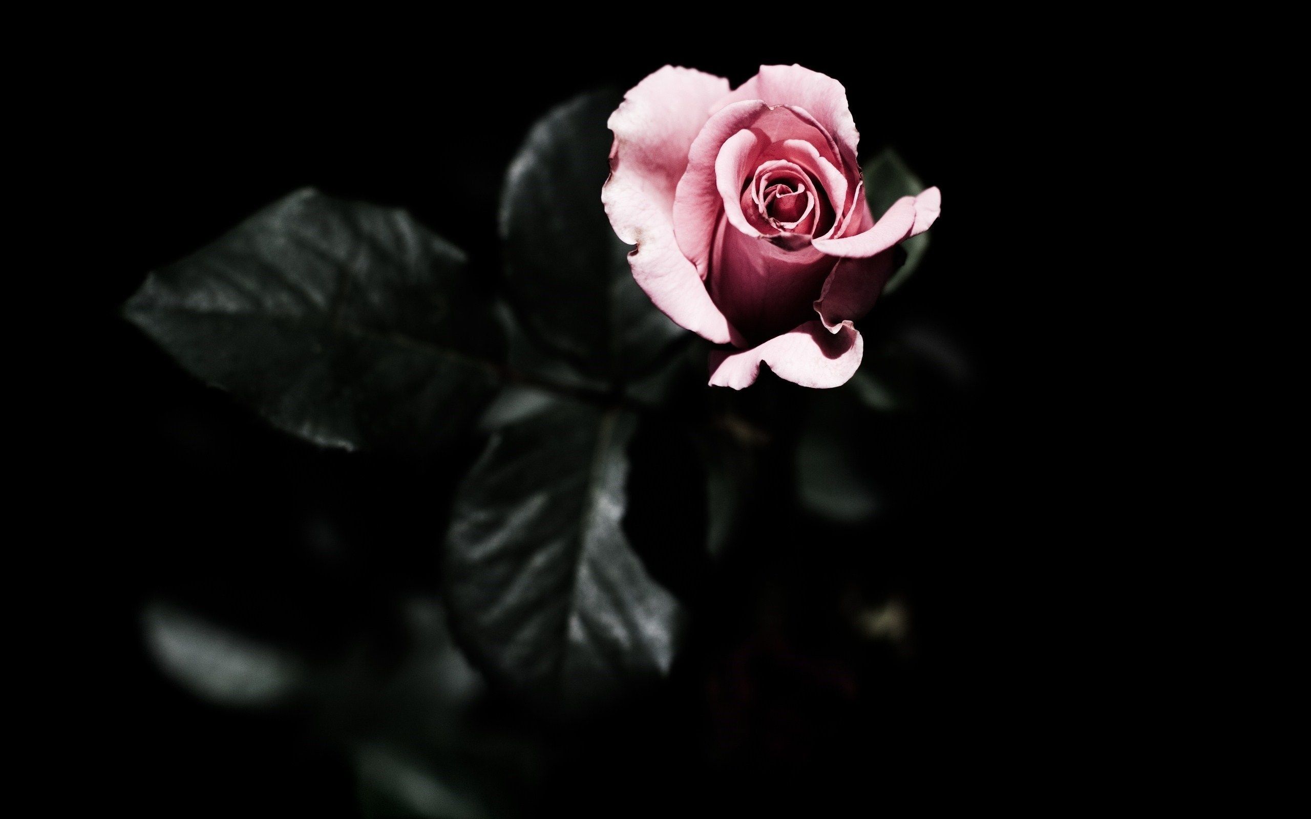 Dark Rose Wallpaper HD