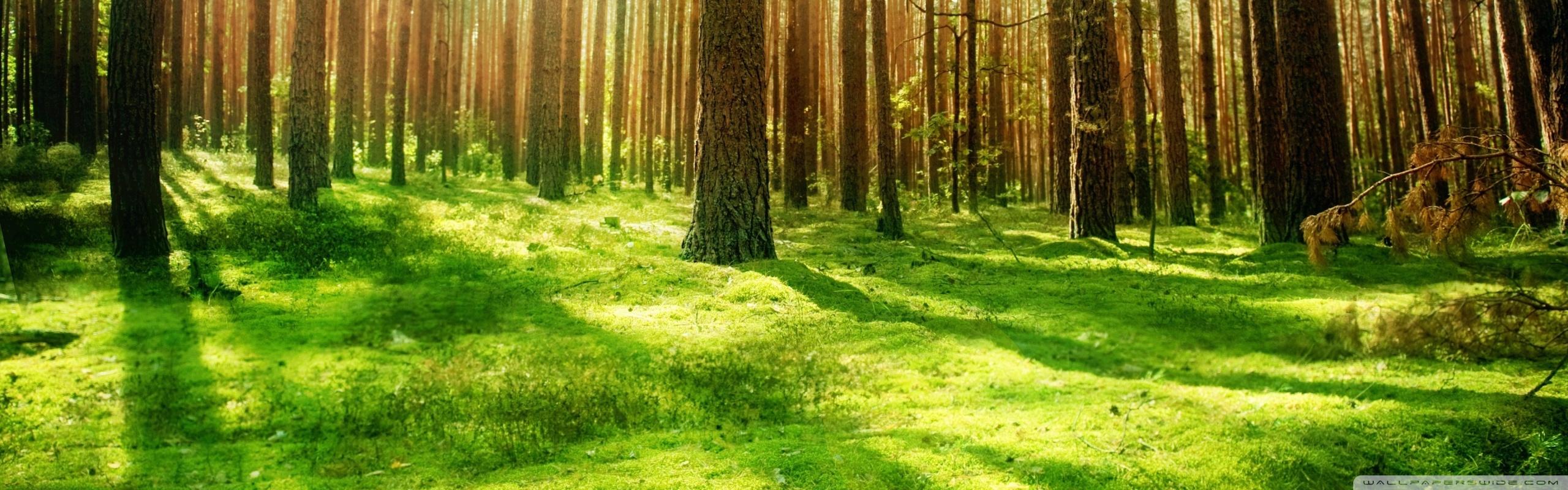 Beautiful Forest Scenery Ultra HD Desktop Background Wallpaper