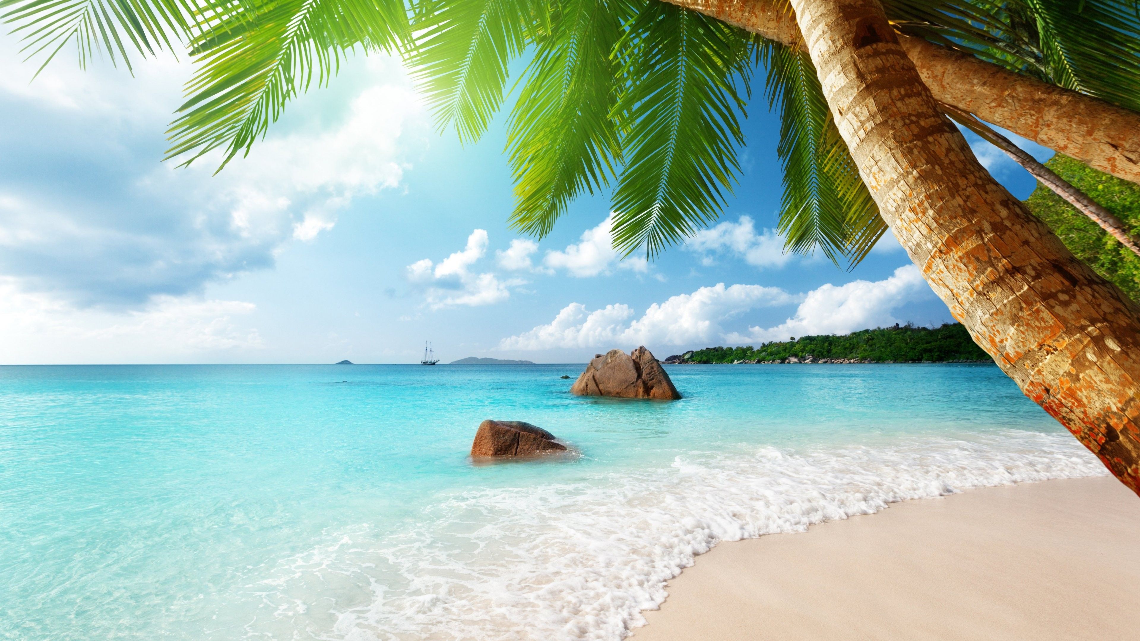 HD Wallpapers for theme: palm. ocean