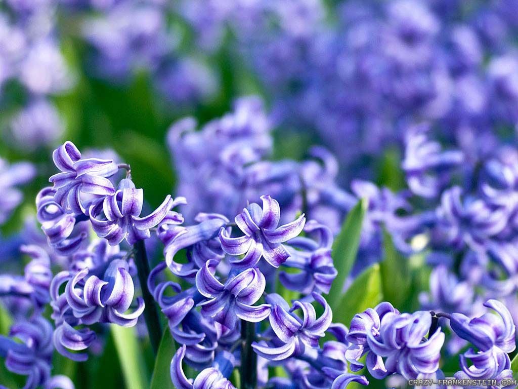 Hyacinth Wallpaper