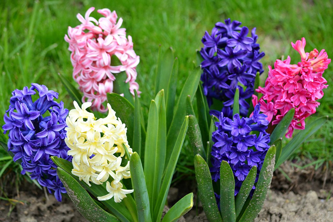 Desktop Wallpaper flower Hyacinths Closeup