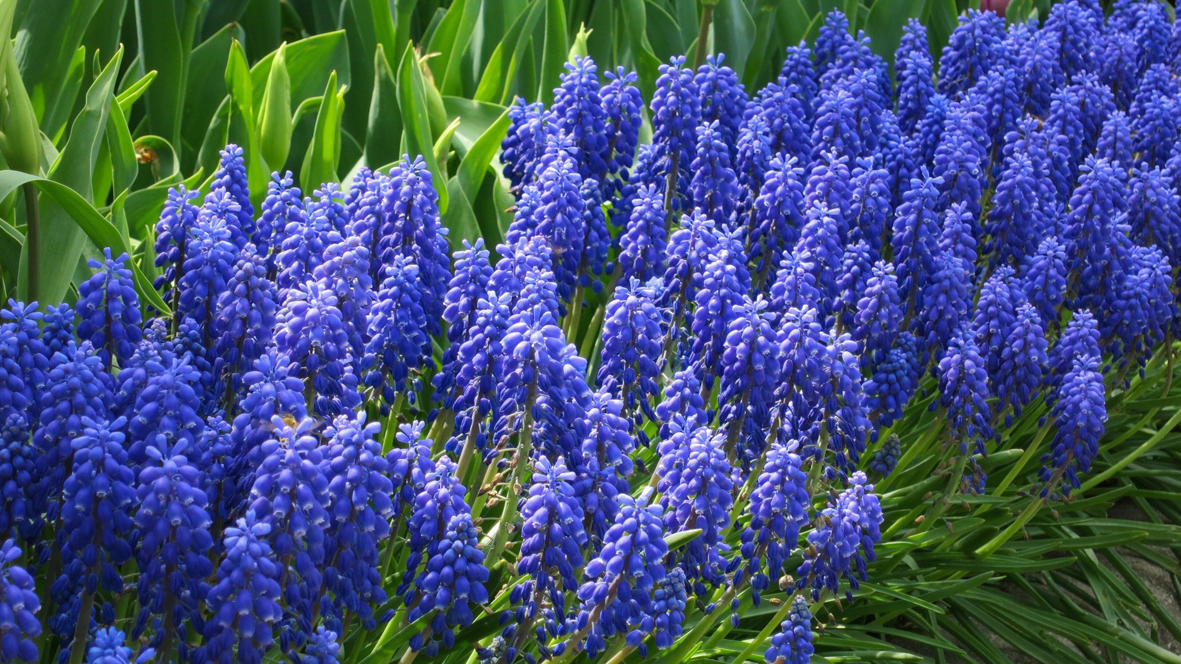 Hyacinths Wallpapers - Wallpaper Cave