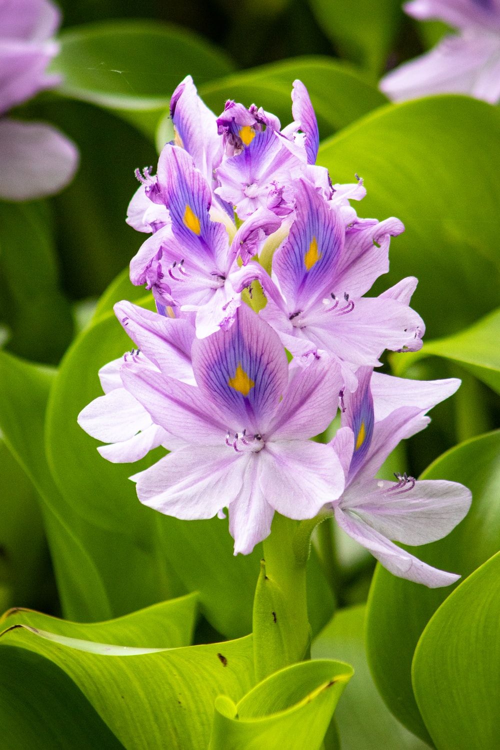 Water Hyacinth Picture. Download Free Image