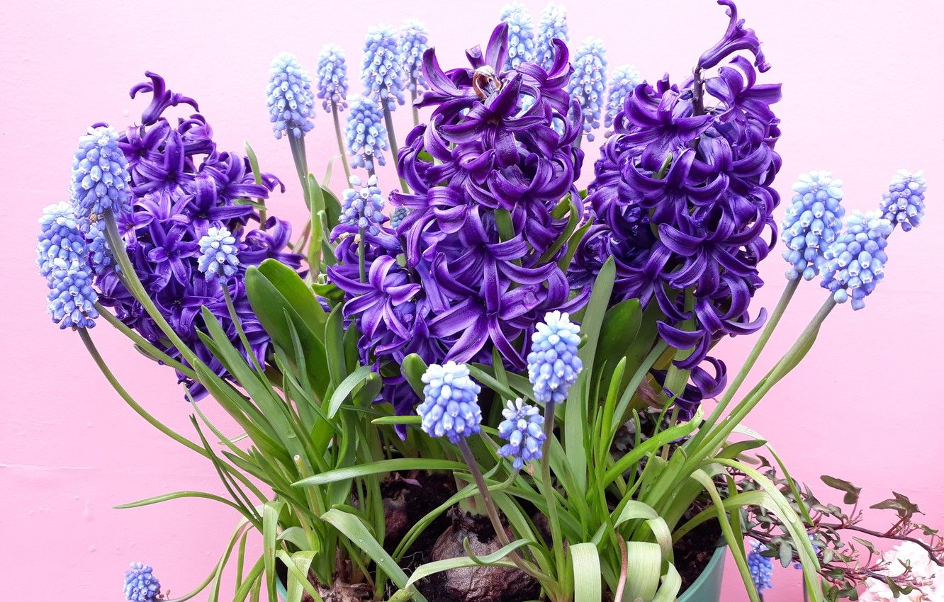 Hyacinths Wallpapers - Wallpaper Cave