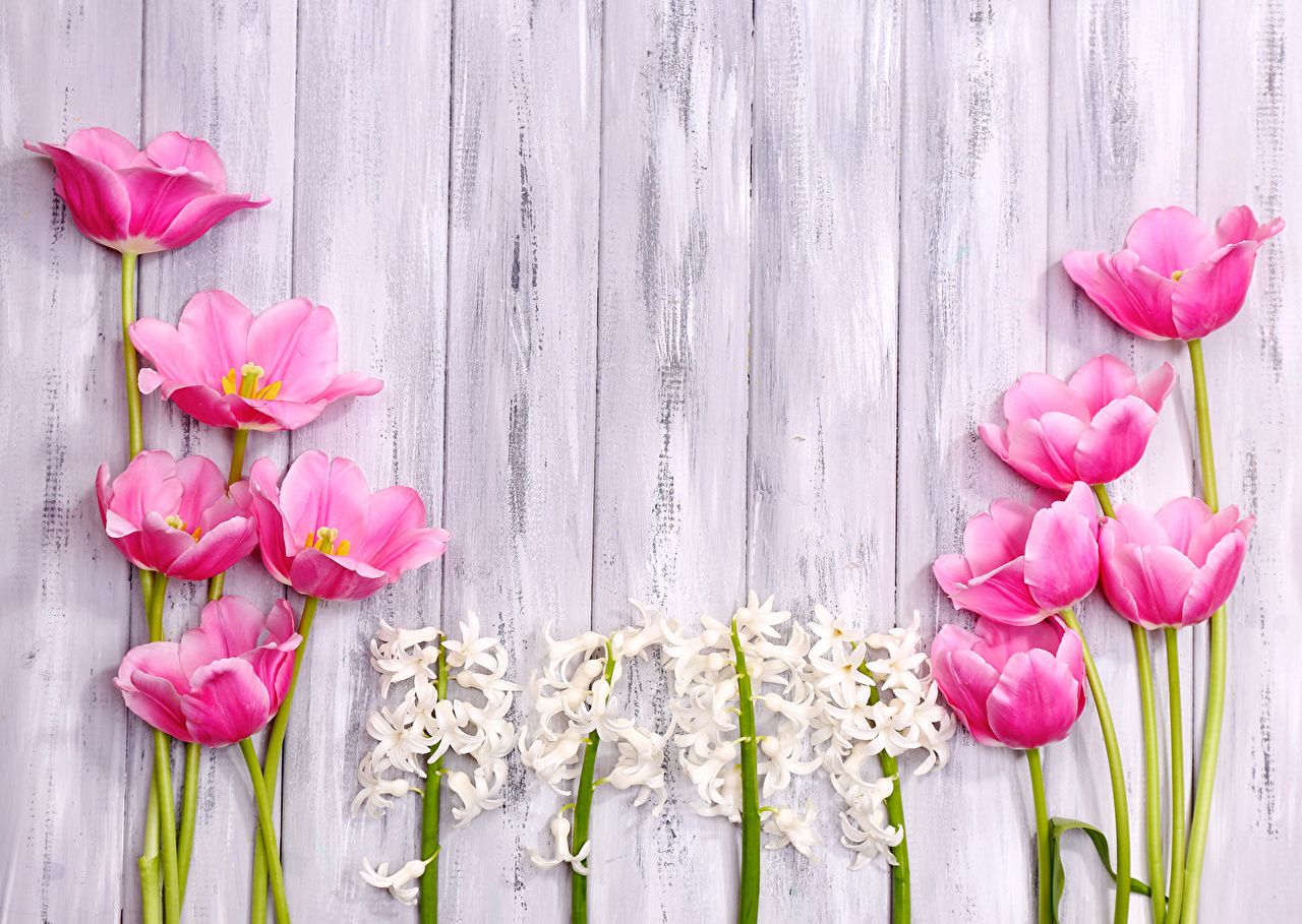 Hyacinth Flower Wallpaper