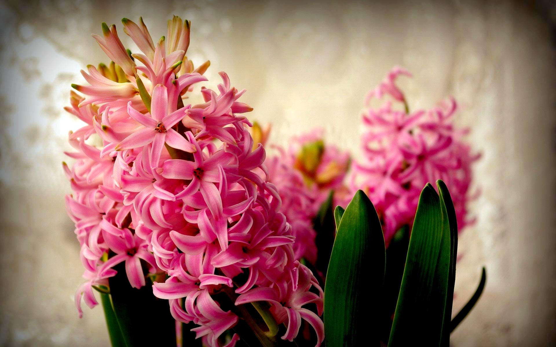 Hyacinth Wallpaper