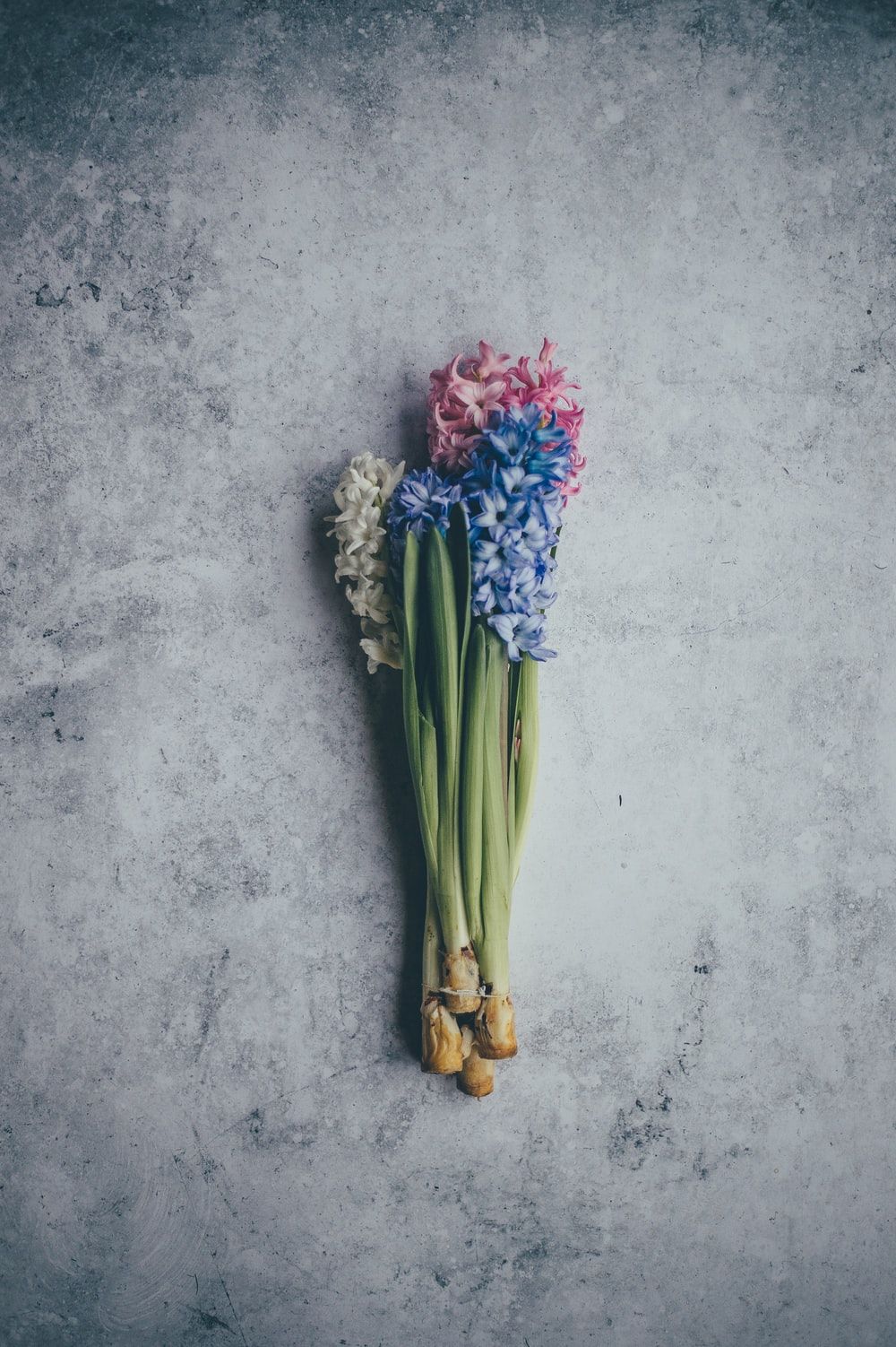 Hyacinth Picture. Download Free Image