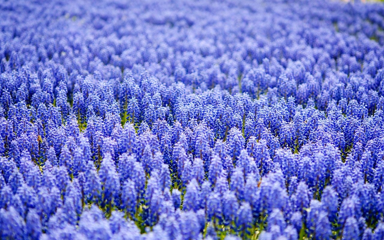 Hyacinth wallpaperx800