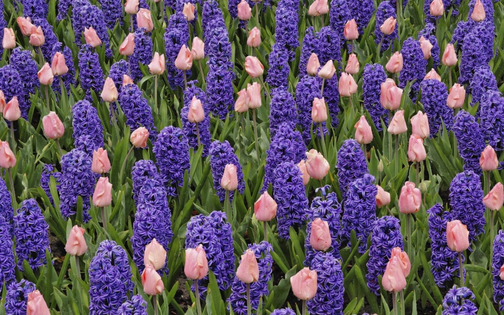 Hyacinths Wallpapers - Wallpaper Cave