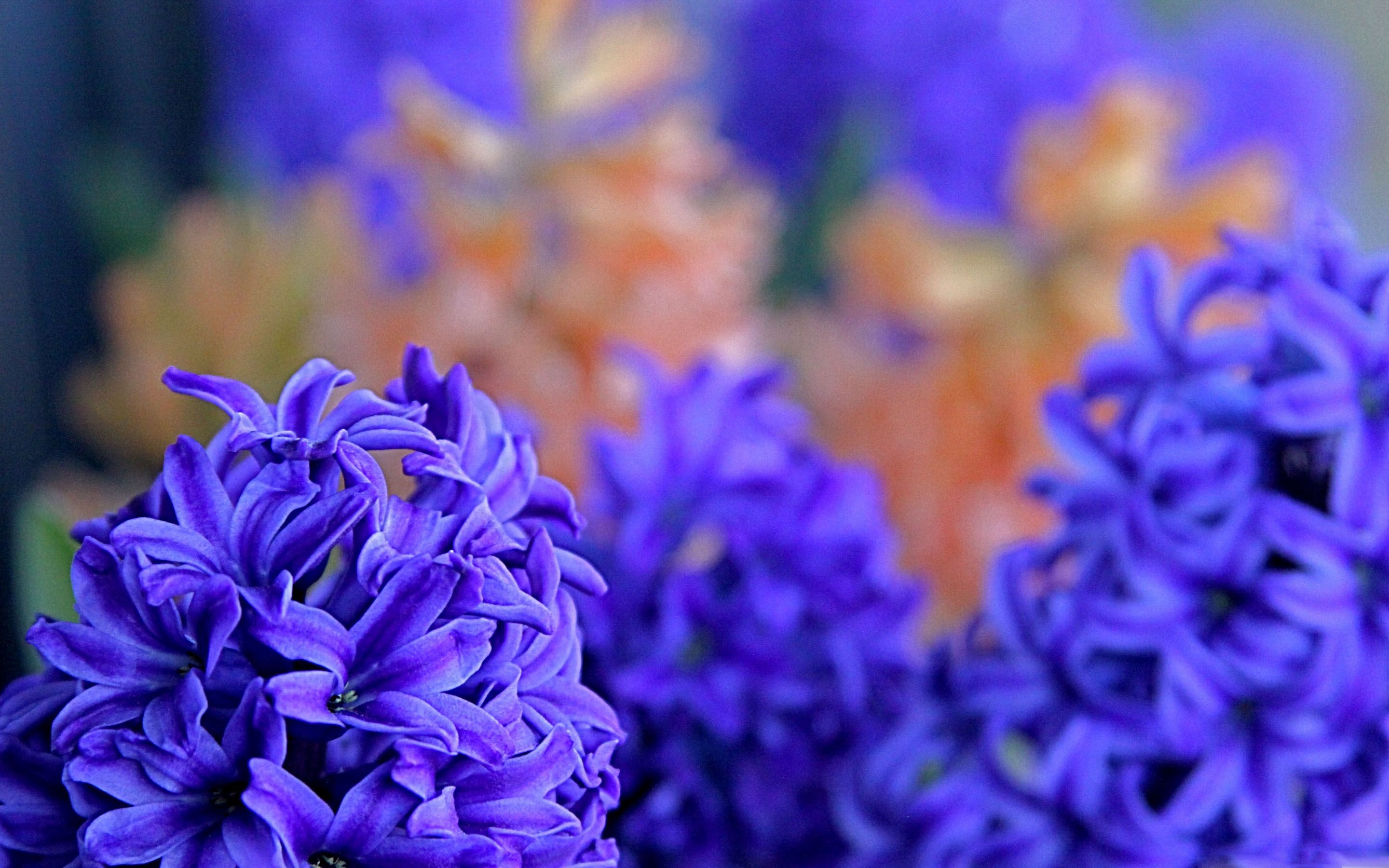 The Hyacinths MacBook Air Wallpaper Download