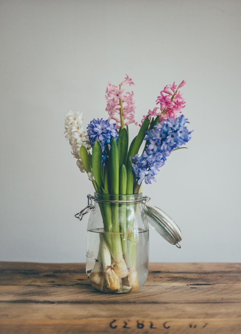 Hyacinth Picture. Download Free Image