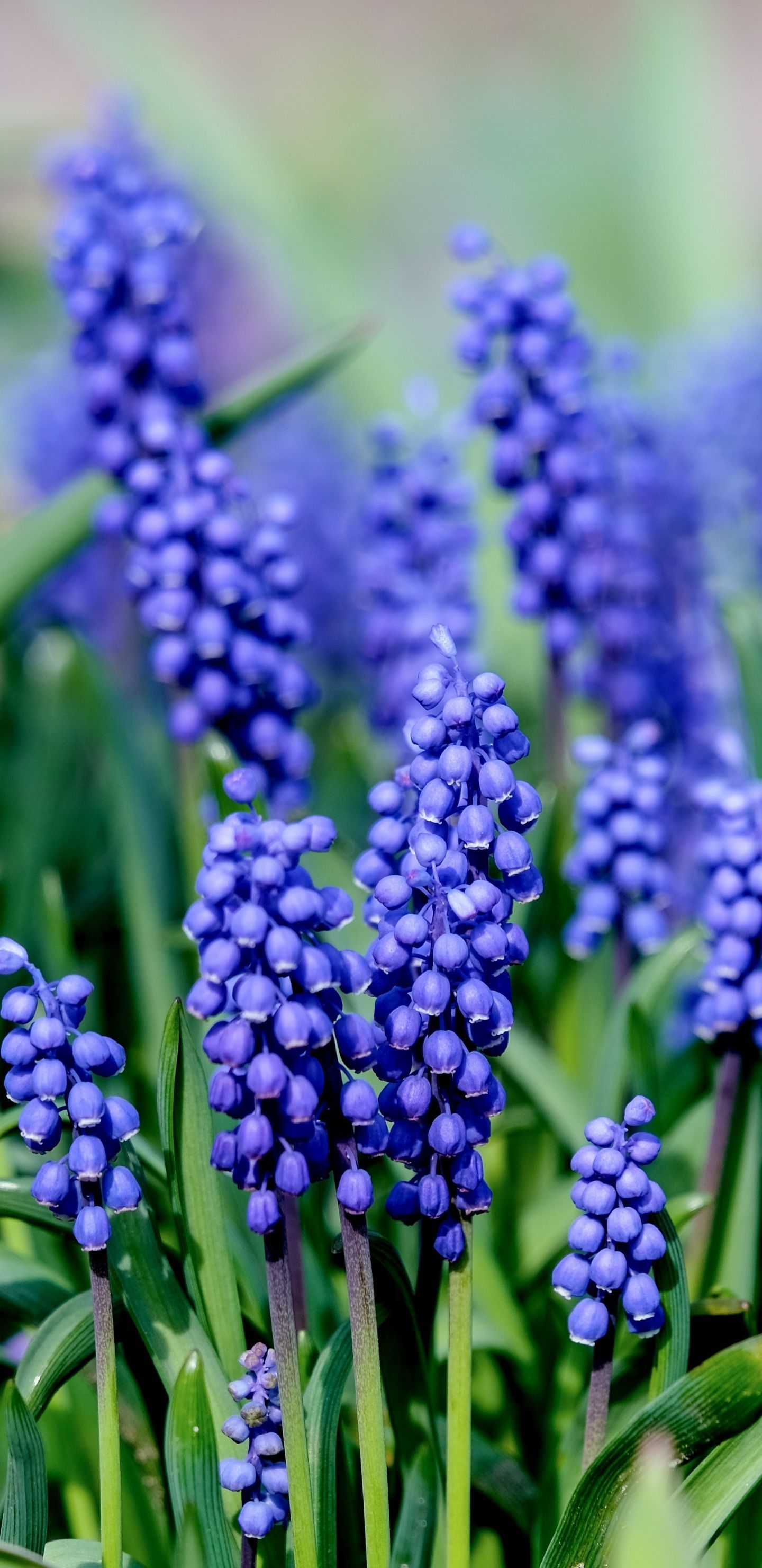 Muscari, hyacinth, blue flowers, bloom wallpaper. Pink flowers wallpaper, Blue flowers, Blue hyacinth