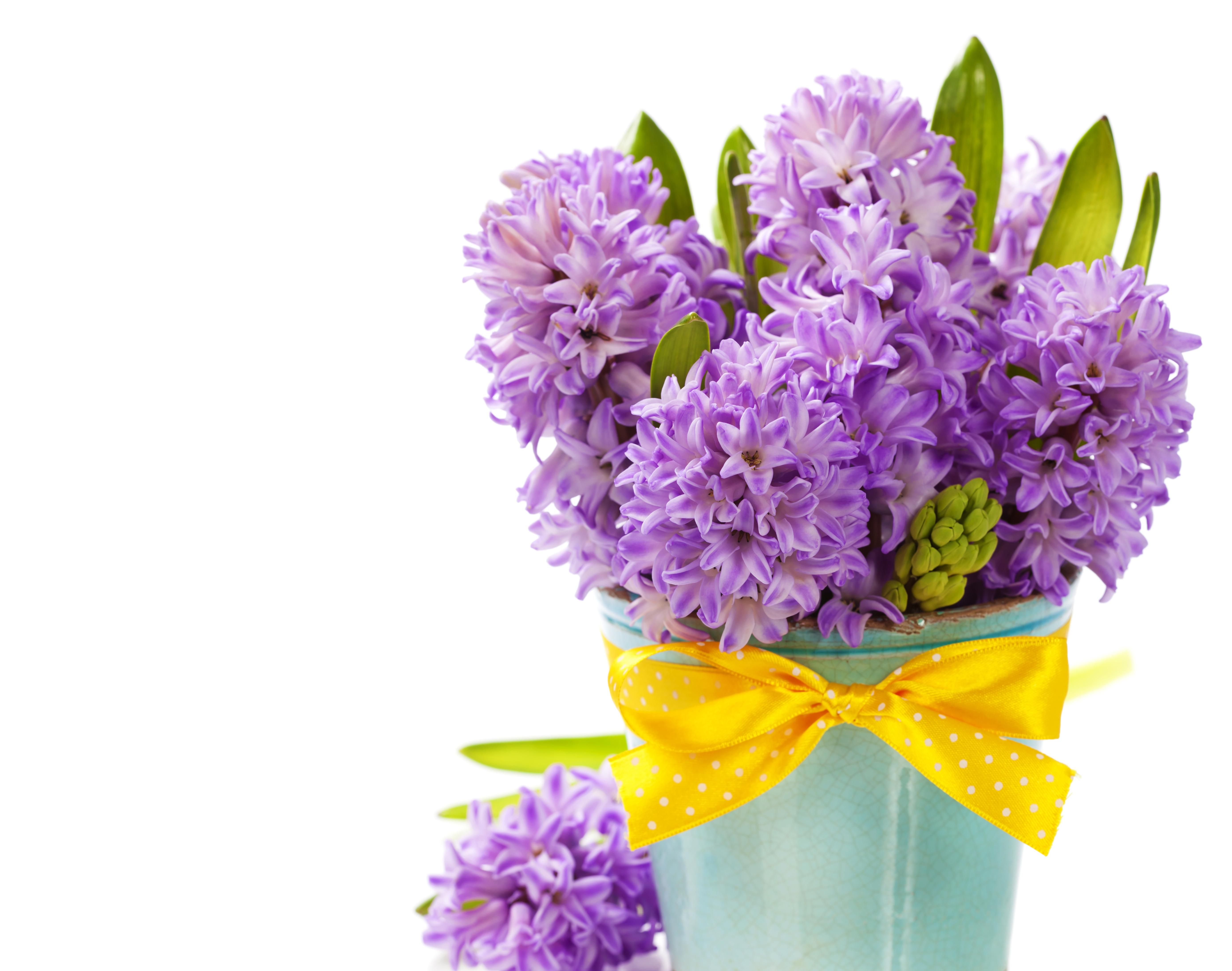 PURPLE HYACINTHS WALLPAPER - Wallpaper