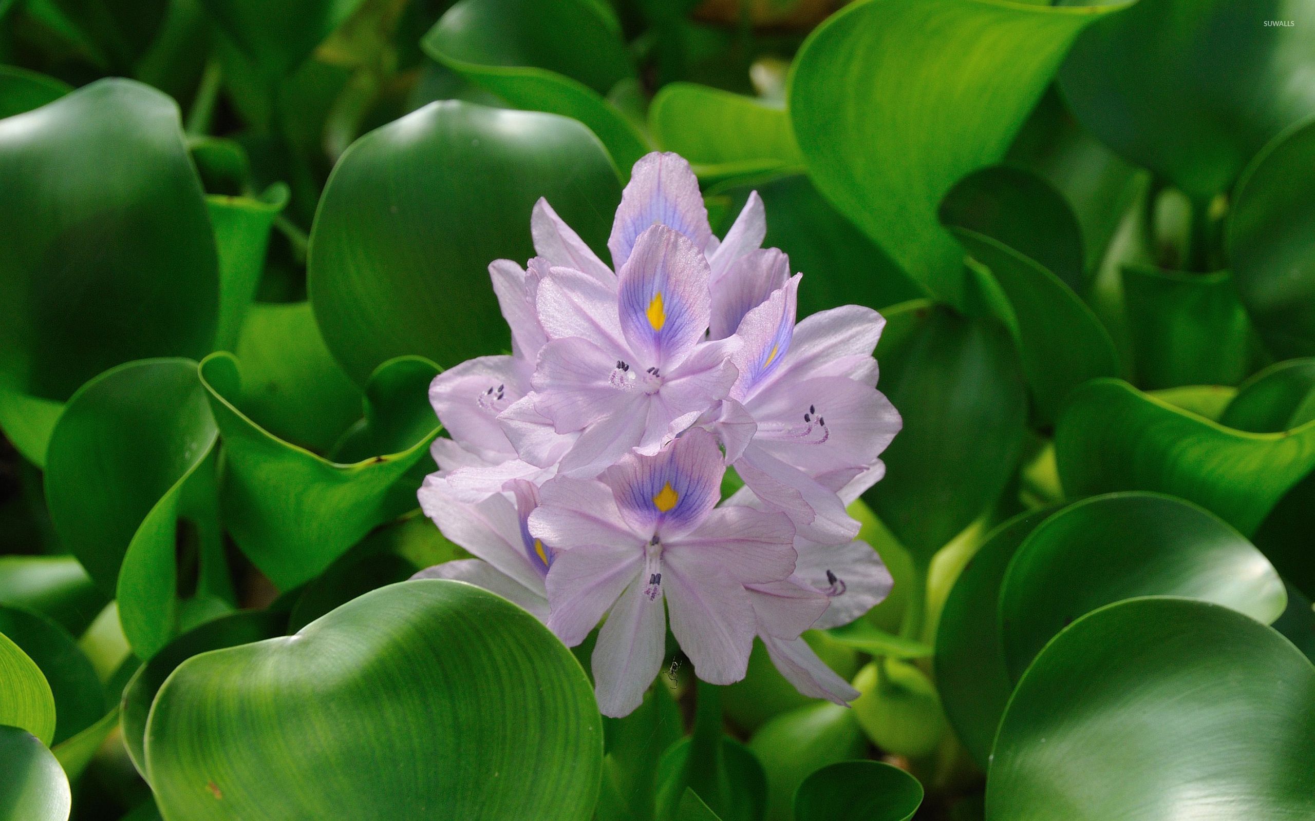 Water Hyacinth wallpaper wallpaper