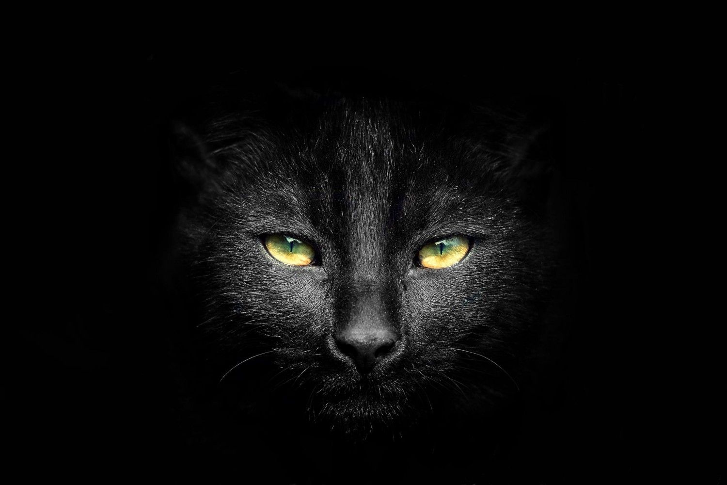 Best Enchanting Black Cat Photo And Image