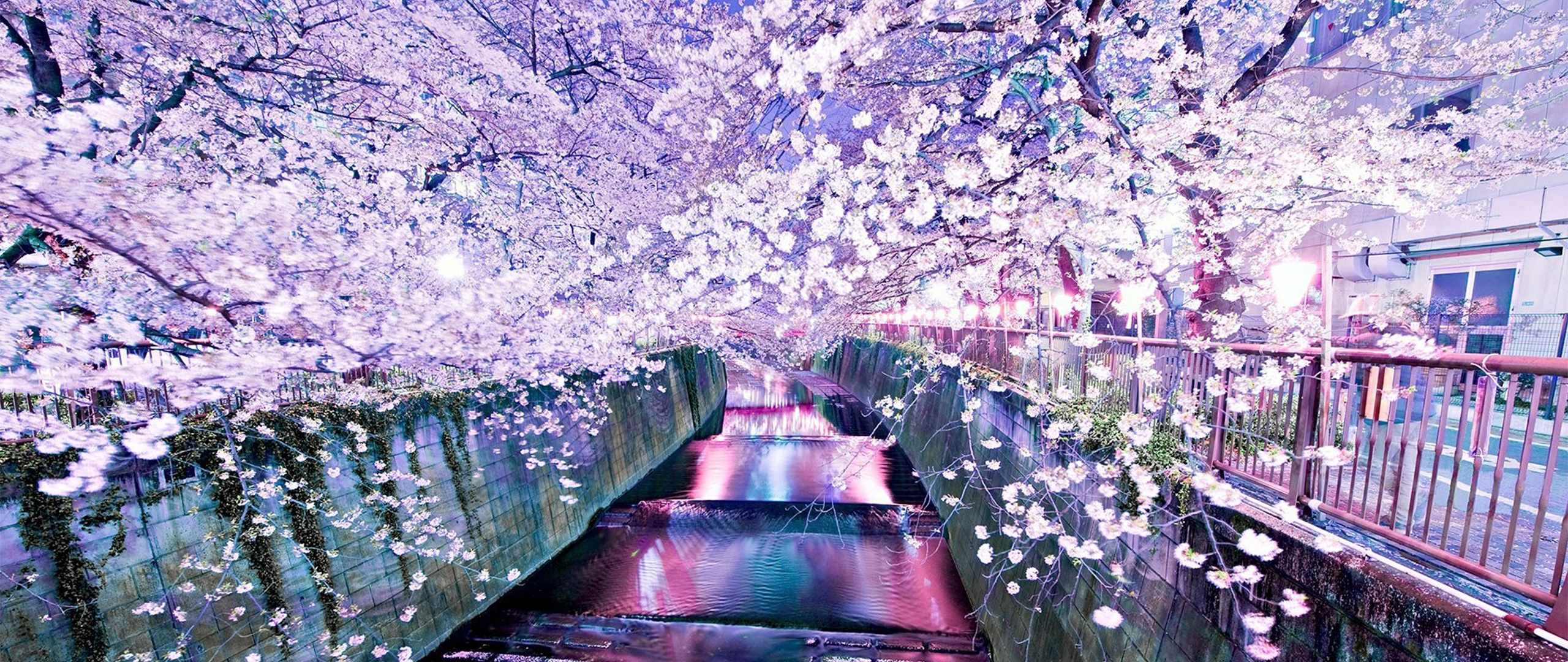 Wallpaper, flowers, photography, cherry blossom, ultra wide, spring, flower, plant 2560x1080