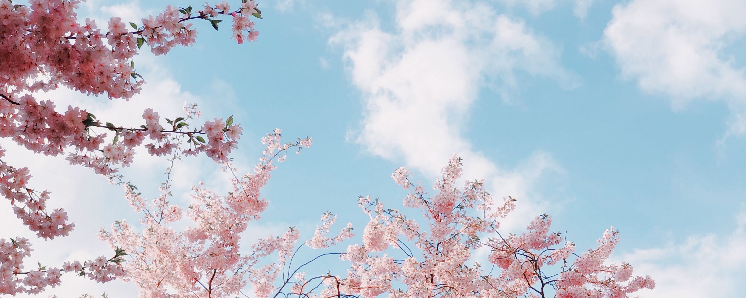 Download wallpaper 2560x1024 cherry, bloom, spring, flowers, branches, sky ultrawide monitor HD background