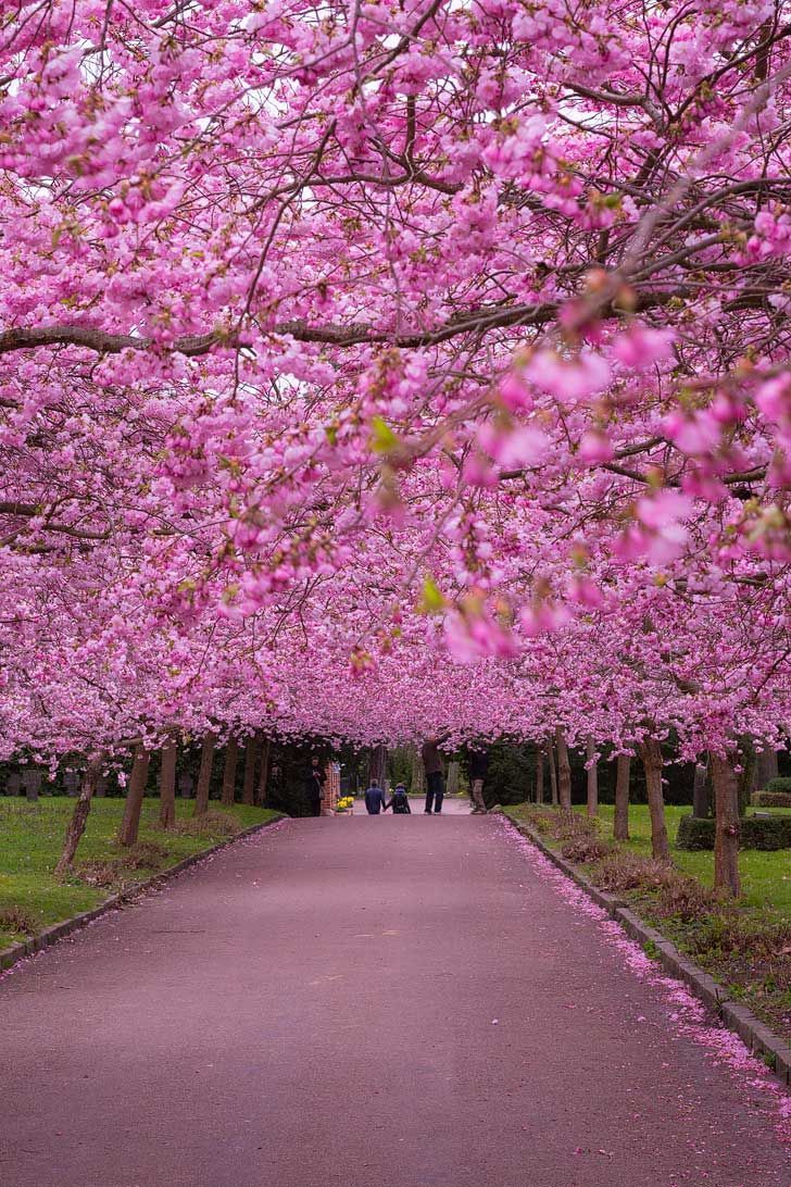 Copenhagen, Denmark Sakura Festival to See Cherry Blossoms in the World. Spring wallpaper hd, Spring wallpaper, Spring desktop wallpaper