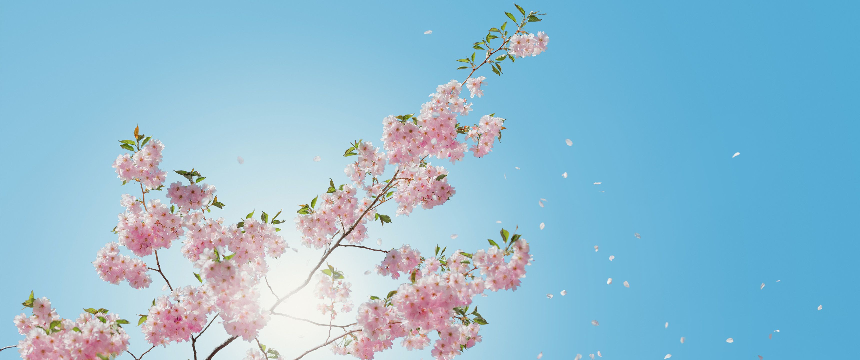 Cherry Blossom 21:9 Wallpaper. Ultrawide Monitor 21:9 Wallpaper