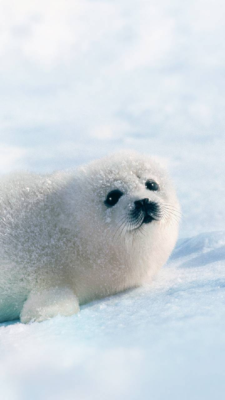 Download Cute Seals Wallpaper HD By DragonQueen9015. Wallpaper HD.Com