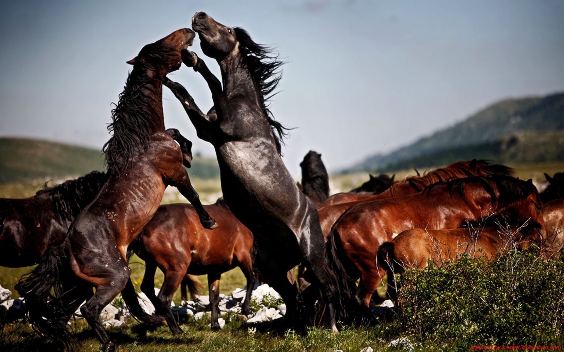 Fight The Two Wild Horse Herd Wild Desktop Wallpaper HD