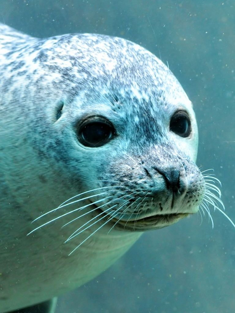 Cute Seal Wallpapers - Wallpaper Cave