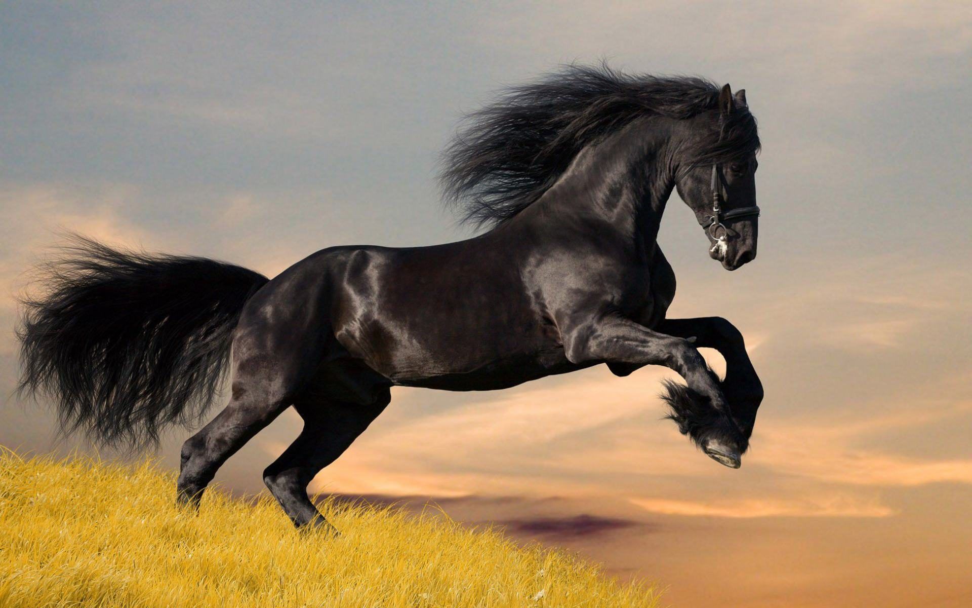 Free download Black color strong wild horse wallpaper for desktop [1920x1200] for your Desktop, Mobile & Tablet. Explore Wild Horse Wallpaper. Free Wild Horse Desktop Wallpaper, Free Wild Wallpaper