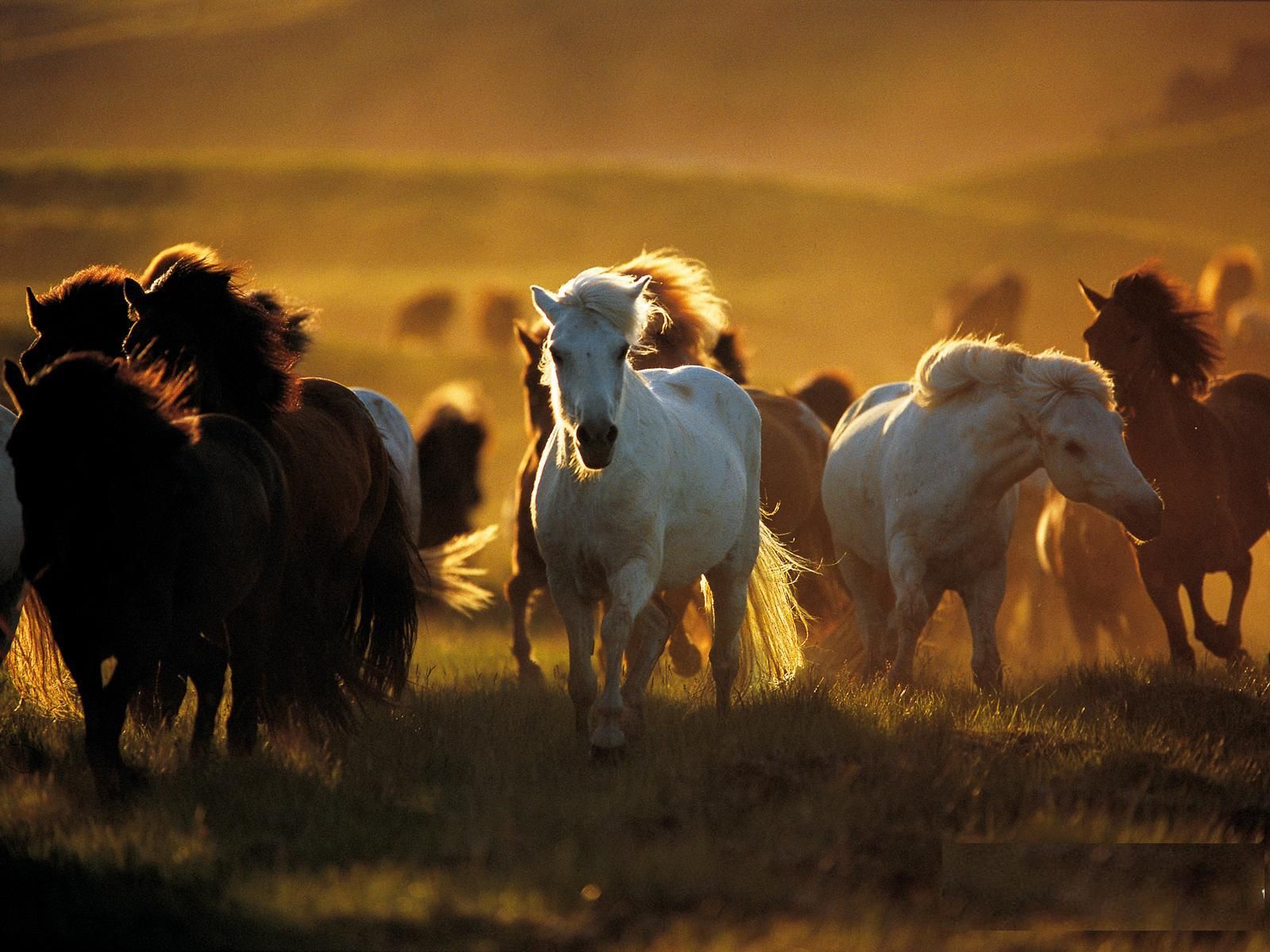 Free download Beautiful Wallpaper wild horses wallpaper [1600x1200] for your Desktop, Mobile & Tablet. Explore Wild Horse Wallpaper Desktop. Free Horse Wallpaper For Computer, Wild Horses Wallpaper, Horses Picture Wallpaper