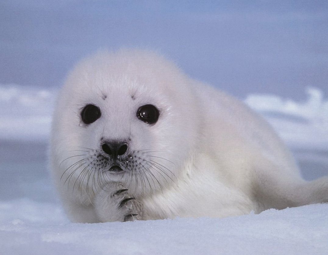 Free download Cute Baby Seal Wallpaper Cute baby seals 9909 HD [1076x839] for your Desktop, Mobile & Tablet. Explore Baby Seal Wallpaper. Seal Team 6 Wallpaper, Free Navy Seal Wallpaper, Seals Wallpaper