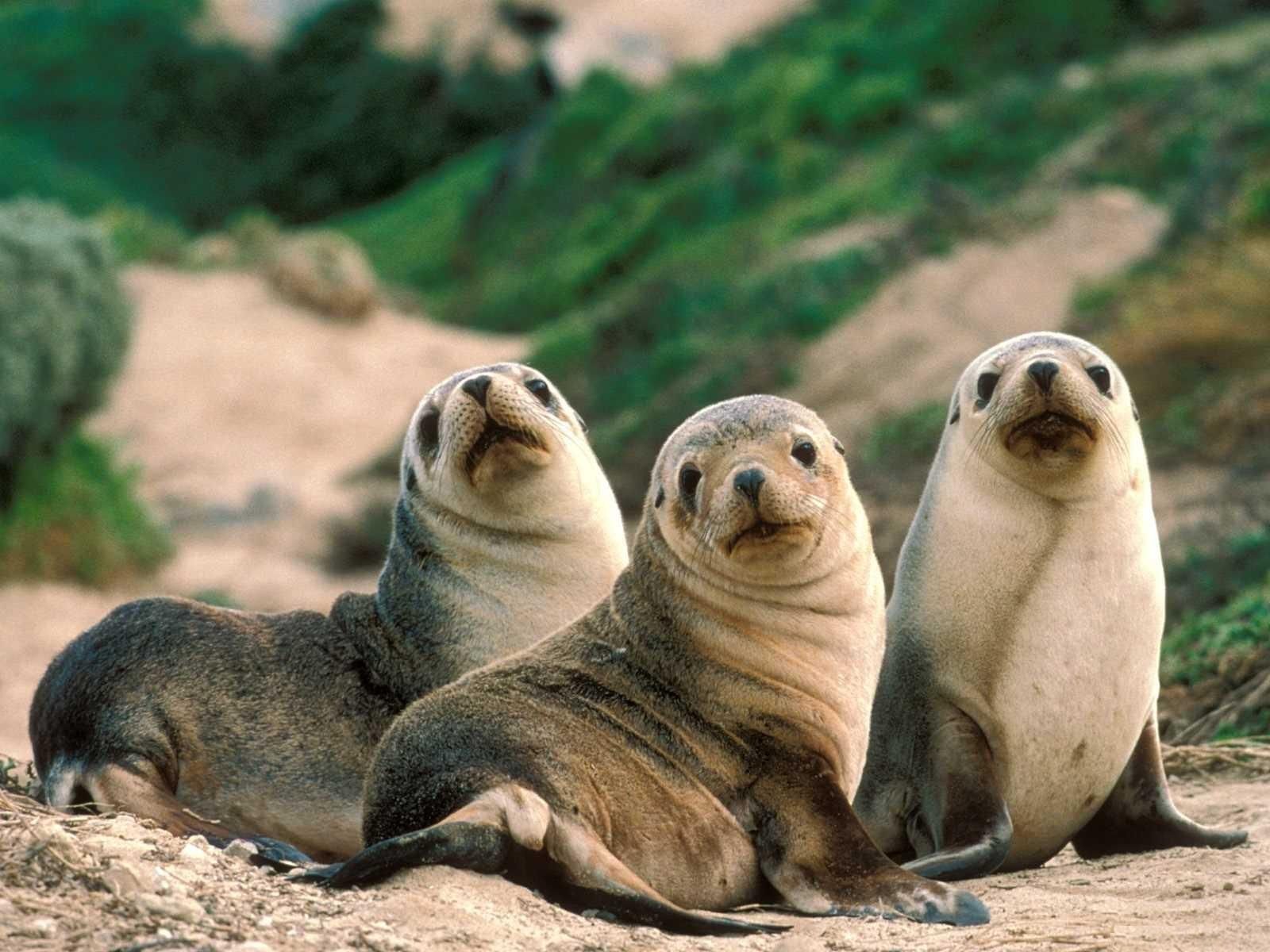 Seals Wallpaper Cute and Docile