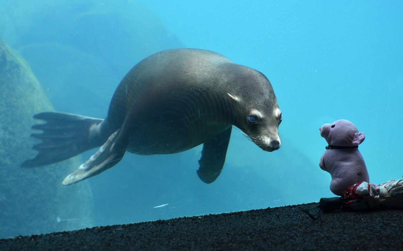 Wallpaper, 1920x1200 px, cute, glass, seal, seals, Toy, toys, underwater 1920x1200