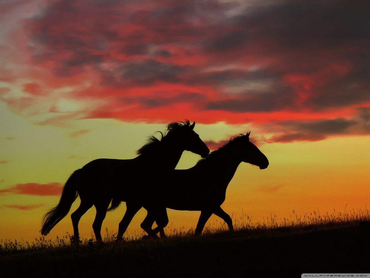 Wild Horses Desktop Background
