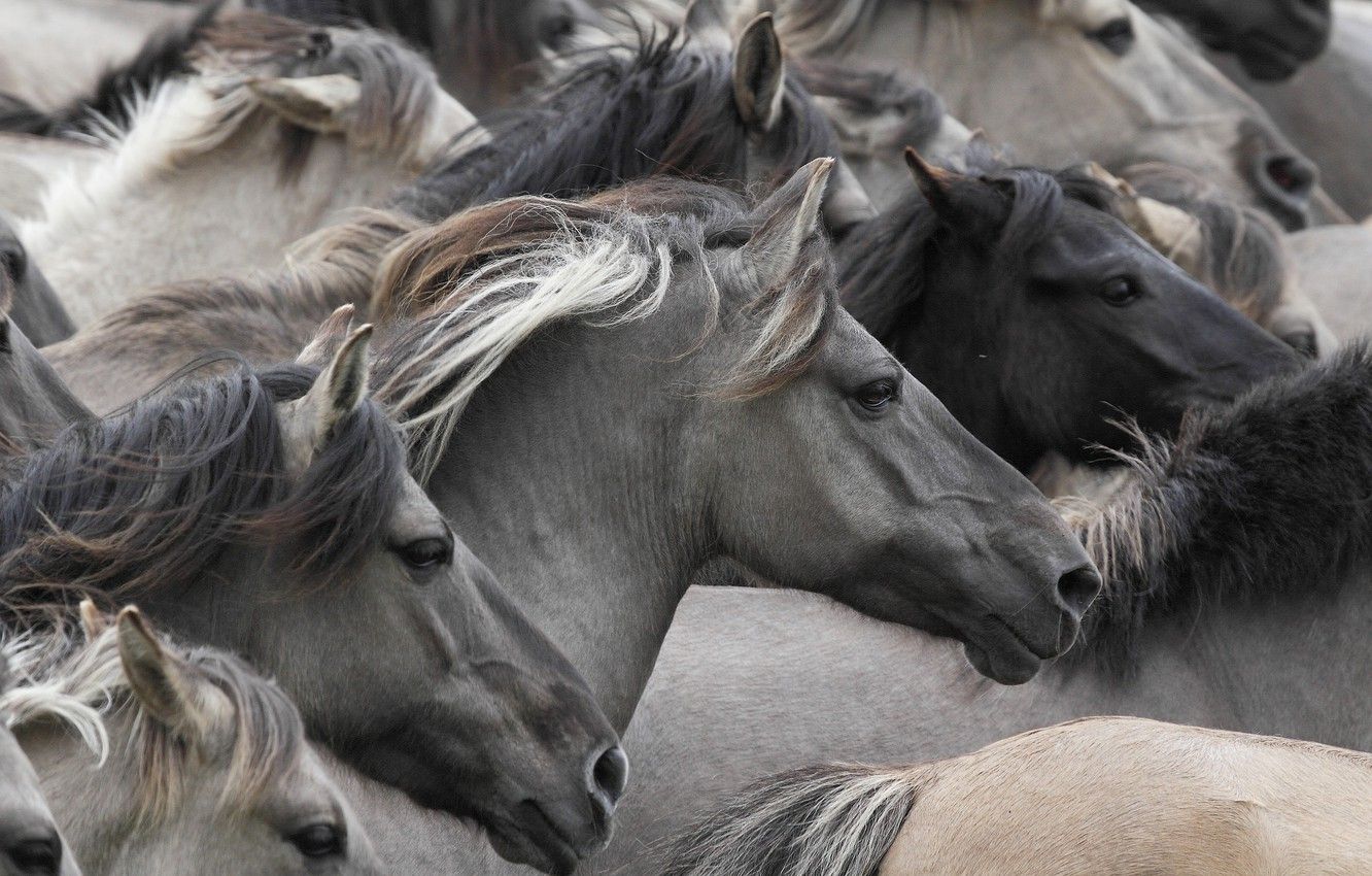 Photo Wallpaper Horses, Horse, Muzzle, The Herd, Wild Horses HD Wallpaper