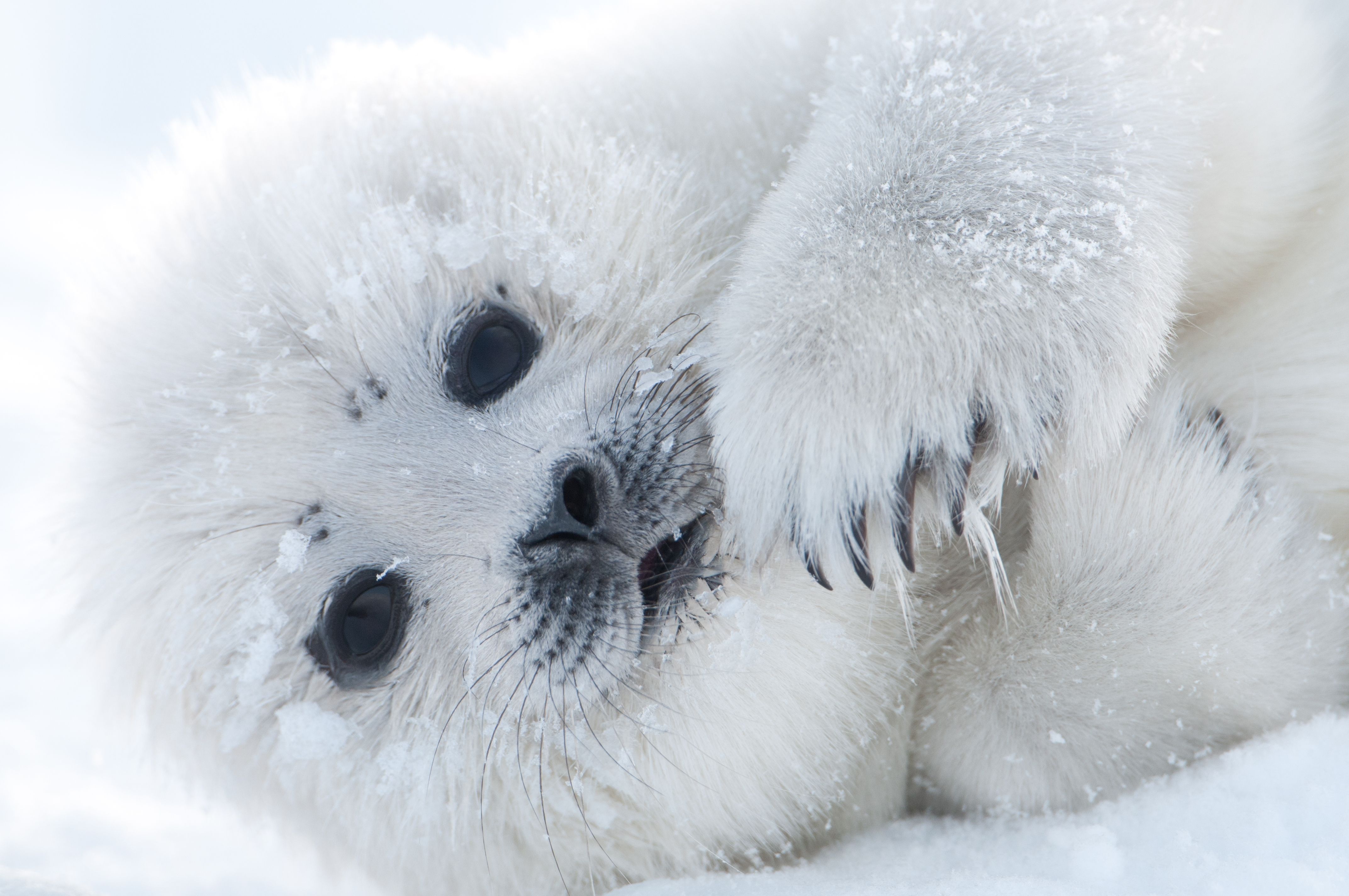 White Seal Picture