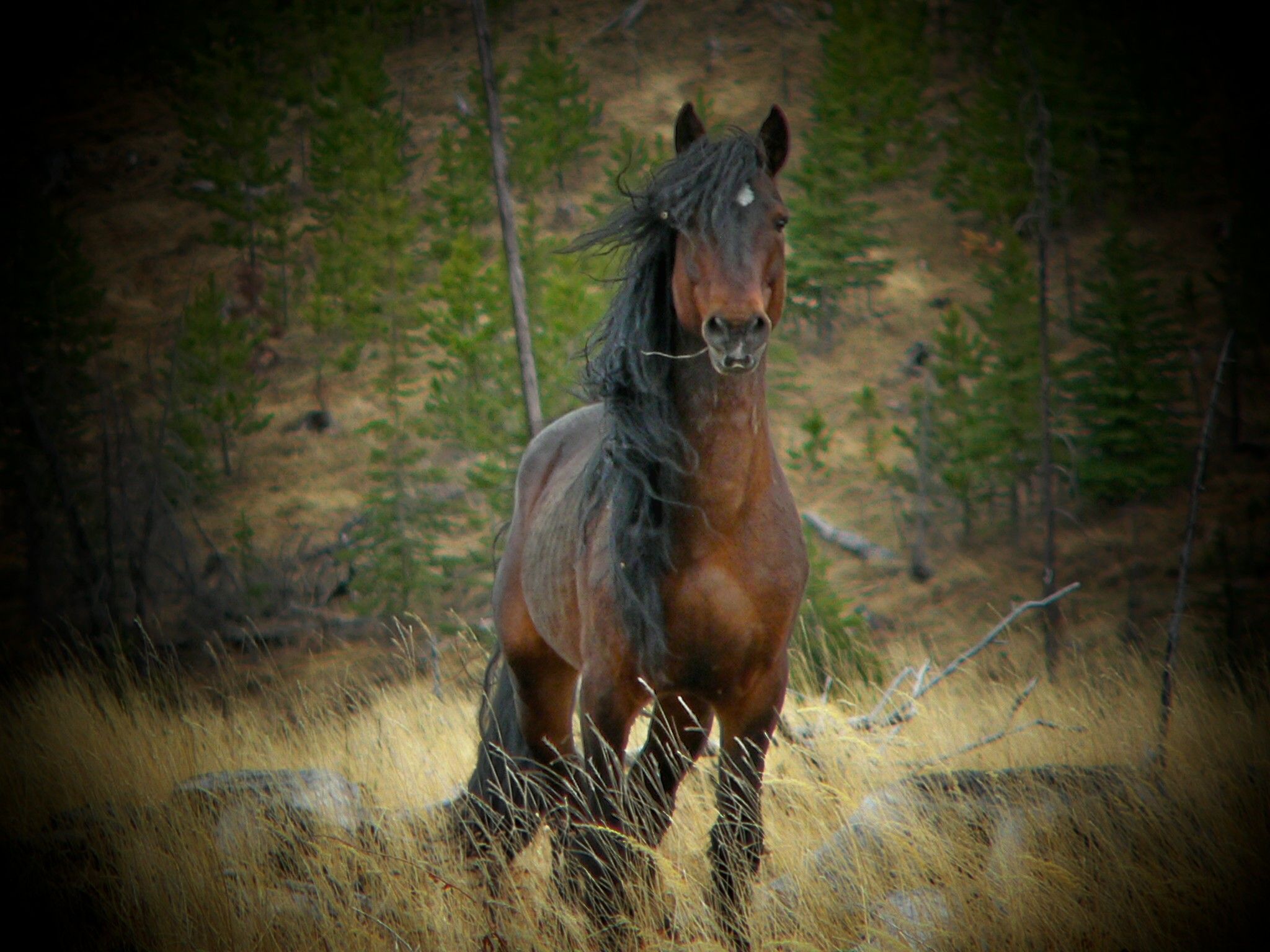 Wild Horse Wallpaper Background Px, Horse In Wildlife HD Wallpaper