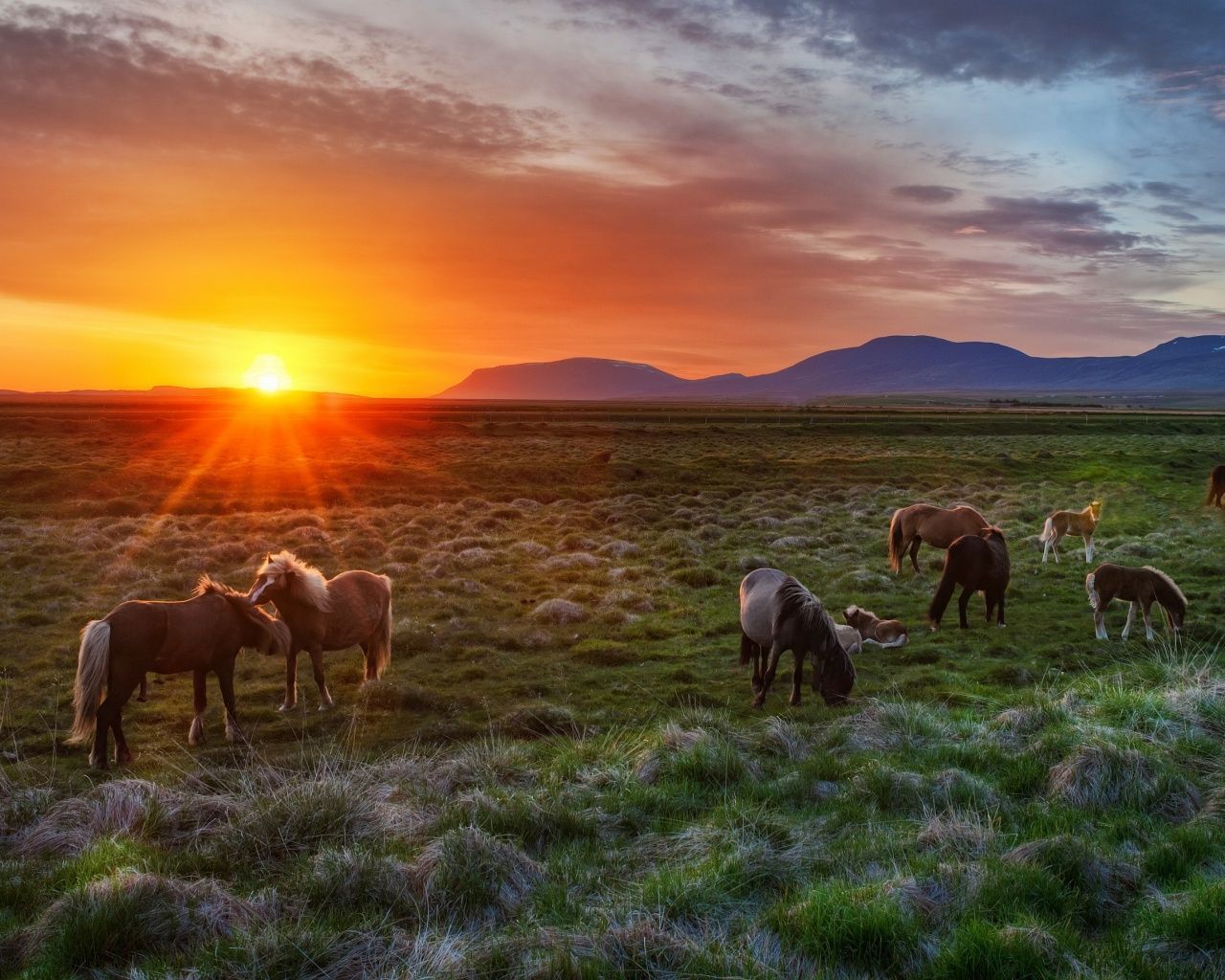 Sunset And Wild Horses Eating Grass. Horse background, Horses, Horse picture