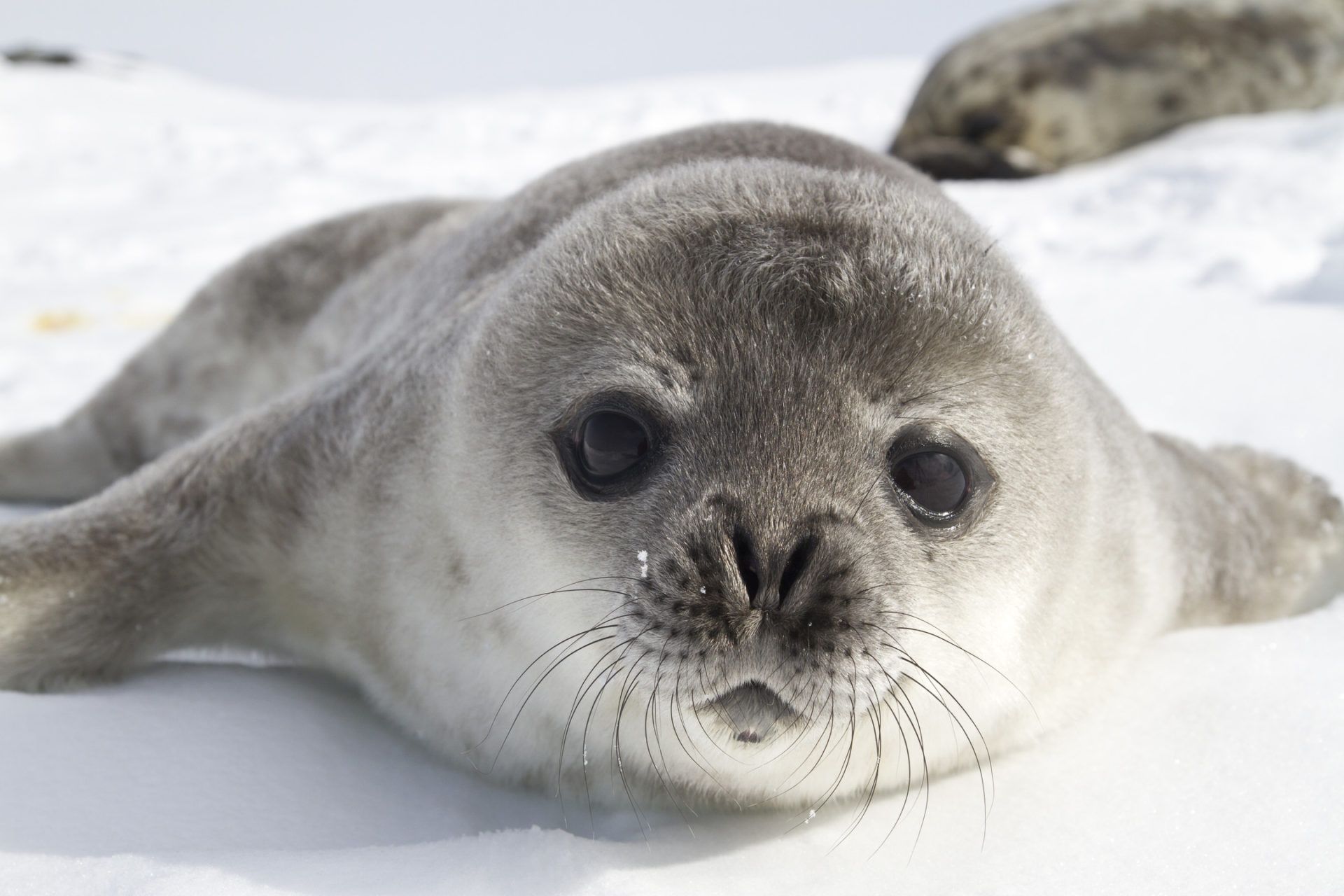 Cute Seal Wallpapers Wallpaper Cave