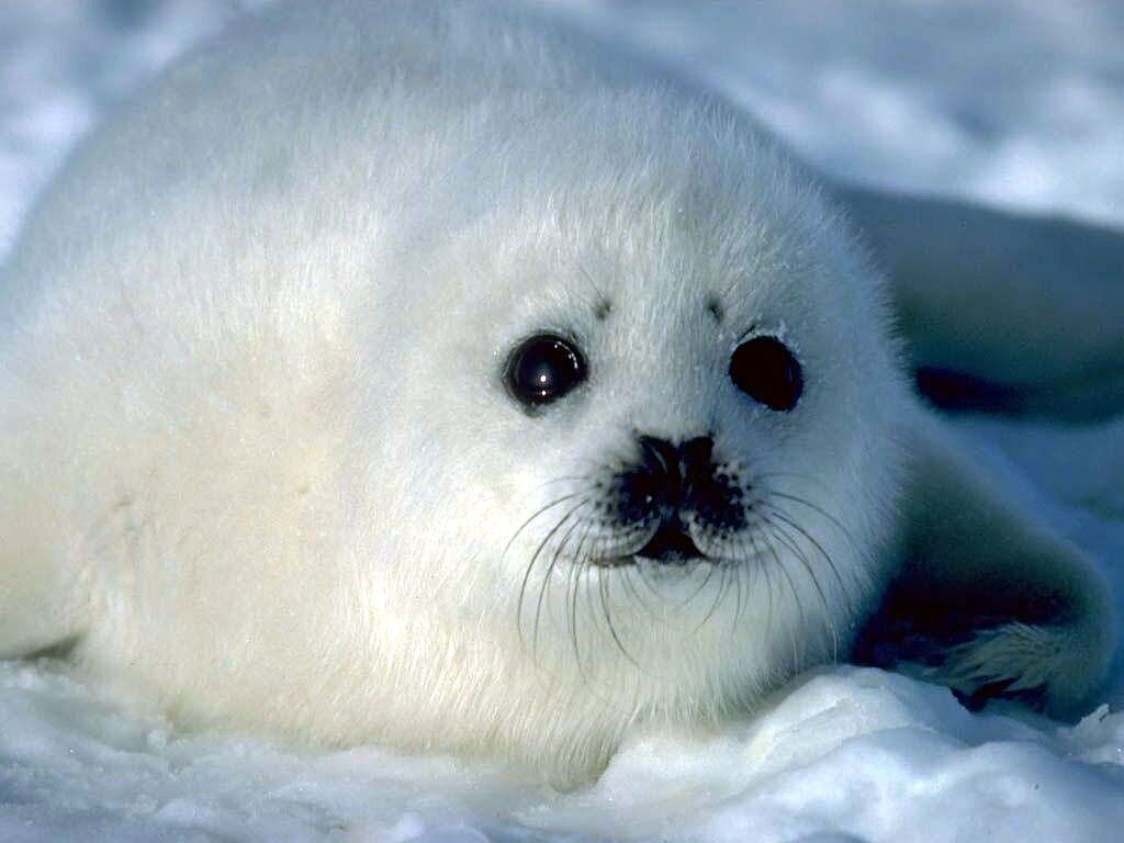 Free download Pics Photo Cute Baby Seal Wallpaper [1024x768] for your Desktop, Mobile & Tablet. Explore Baby Seal Wallpaper. Seal Team 6 Wallpaper, Free Navy Seal Wallpaper, Seals Wallpaper