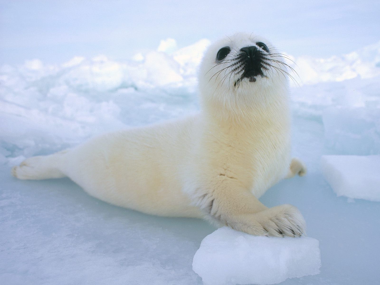 Animals seal baby Belek Snow